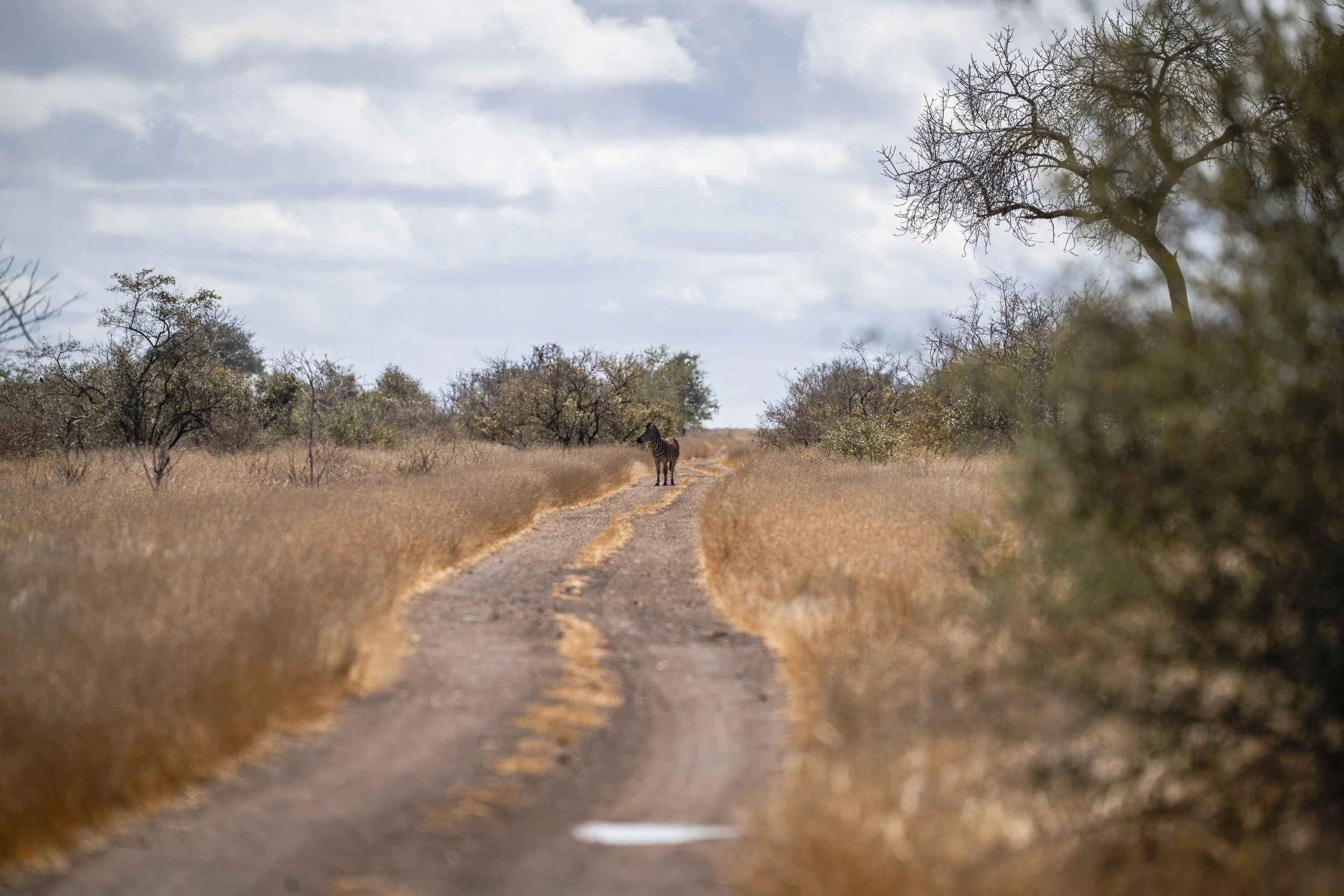 A Safari Is Not a Checklist