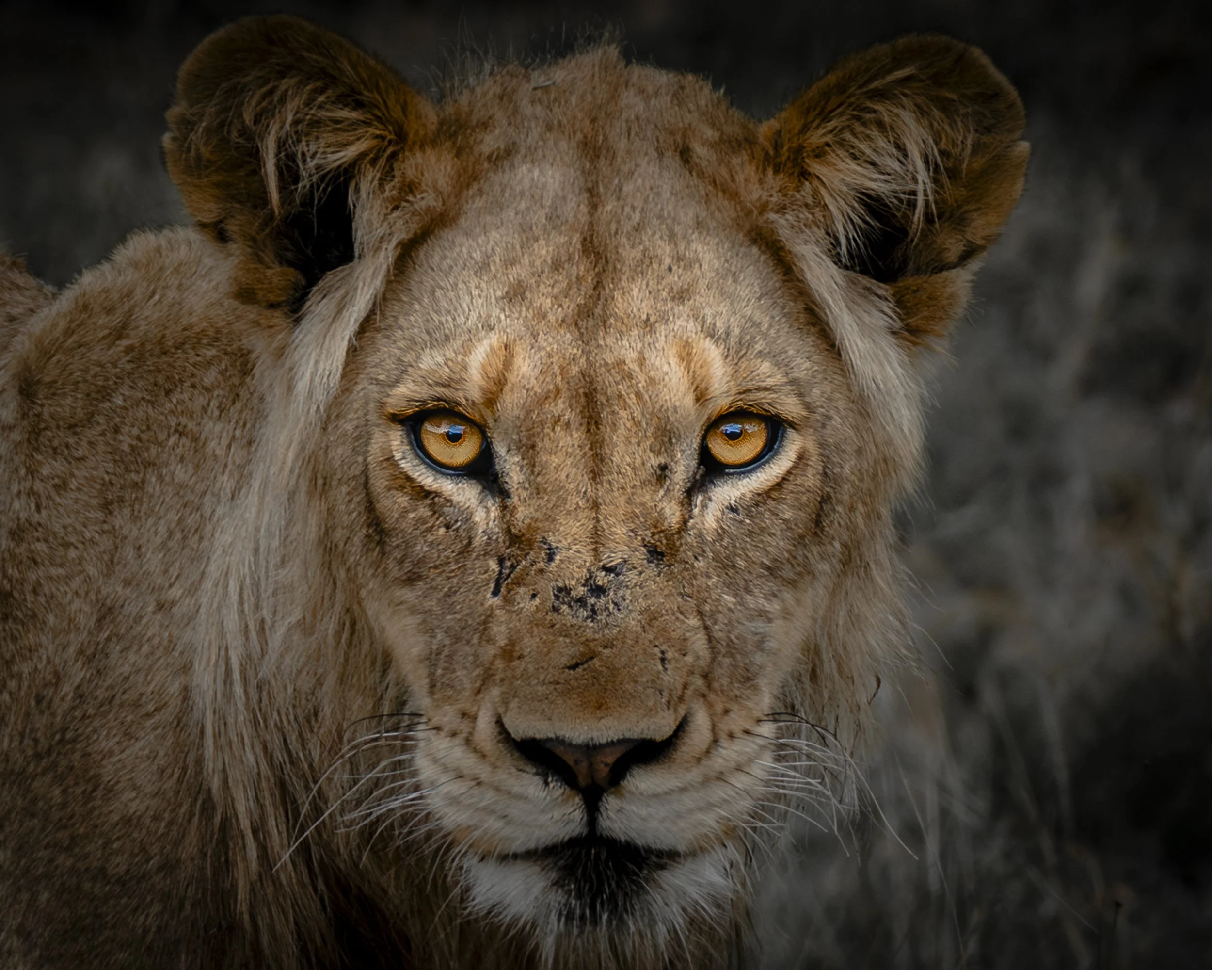 Seeing an Animal Is Not the Same as Encountering One