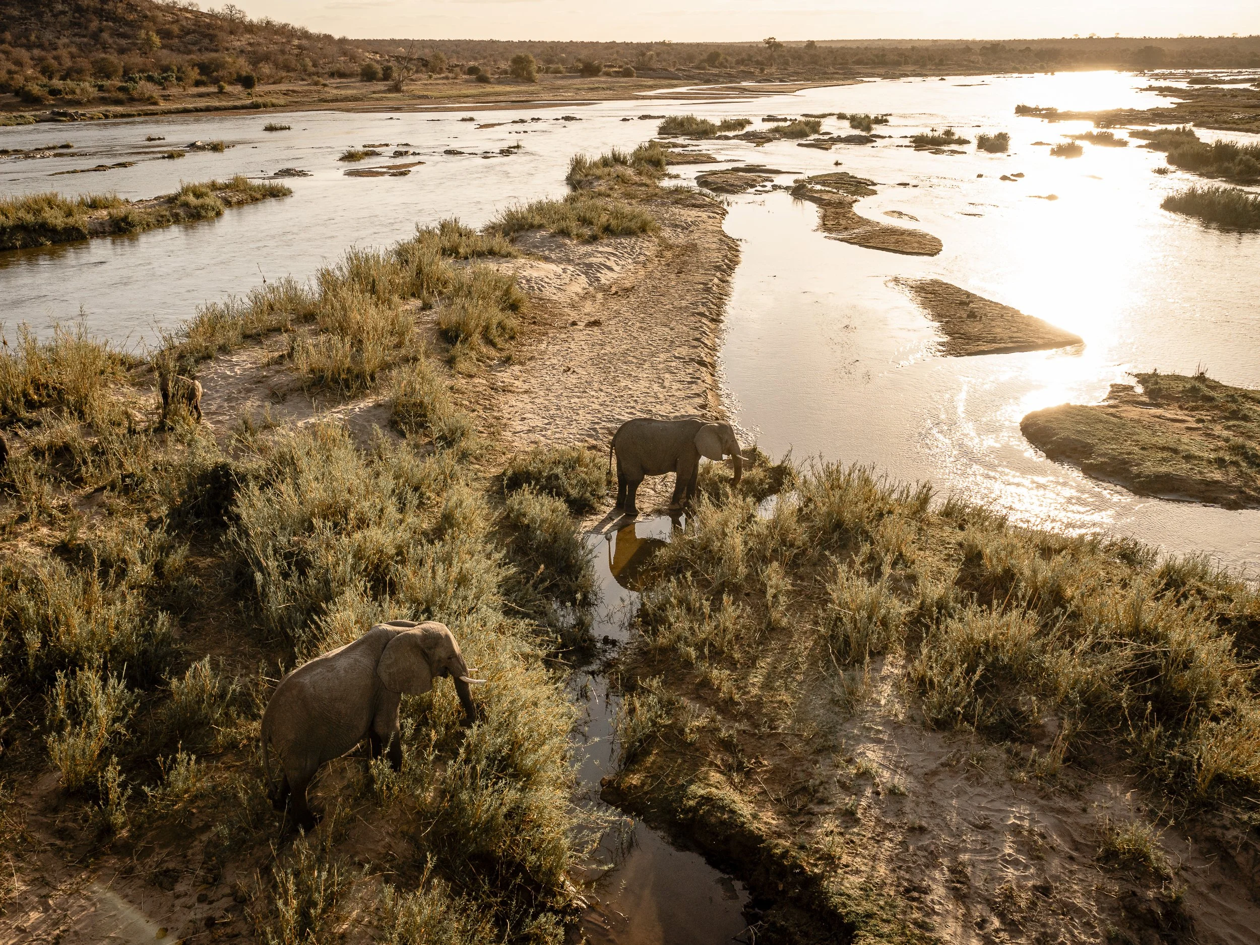 Elefanti che camminano in un fiume al tramonto, circondati da vegetazione e terreno asciutto.
