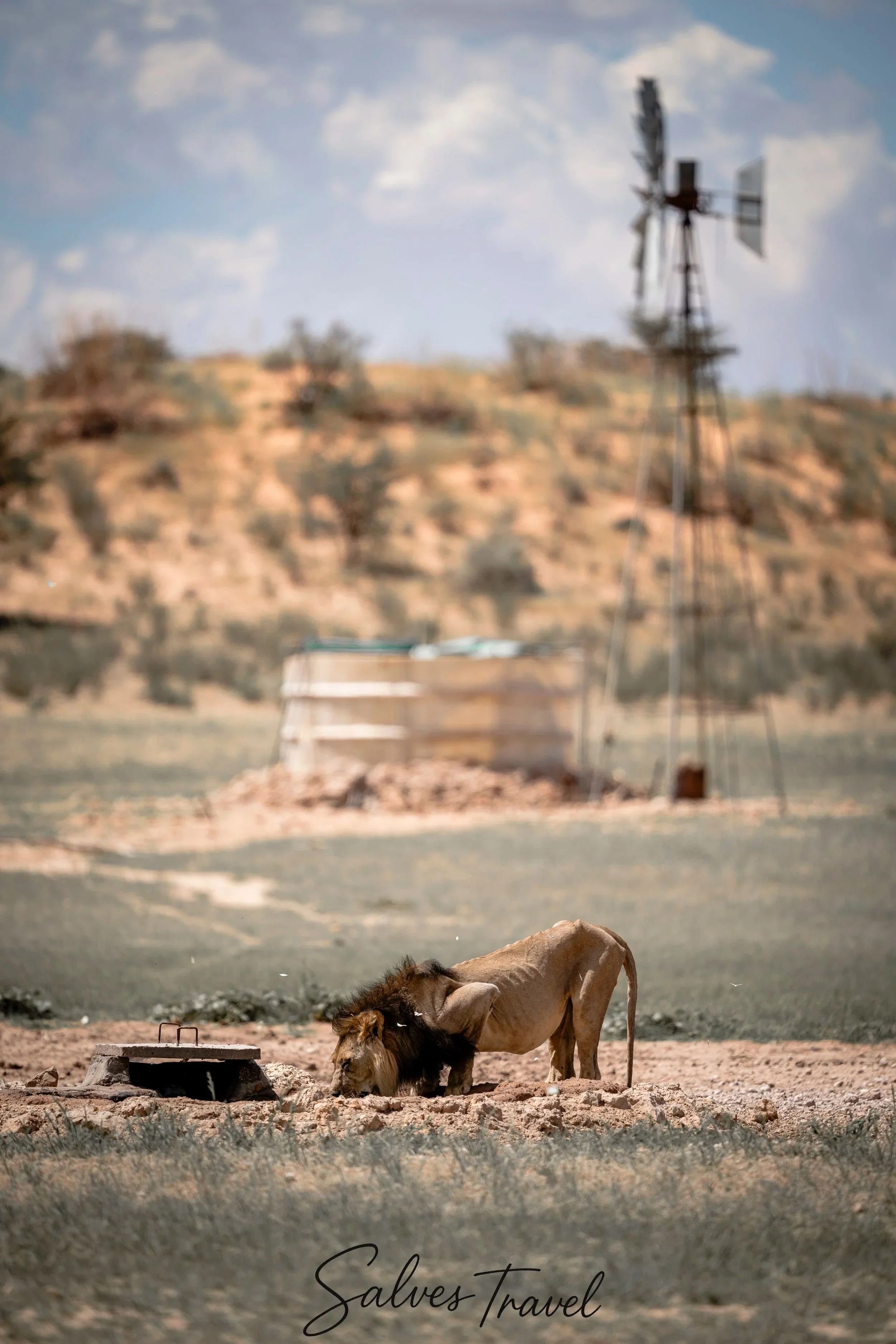Un leone e un altro felino con criniera si abbeverano a una brocca d'acqua in una zona desertica, con uno sfondo di colline e un mulino a vento.