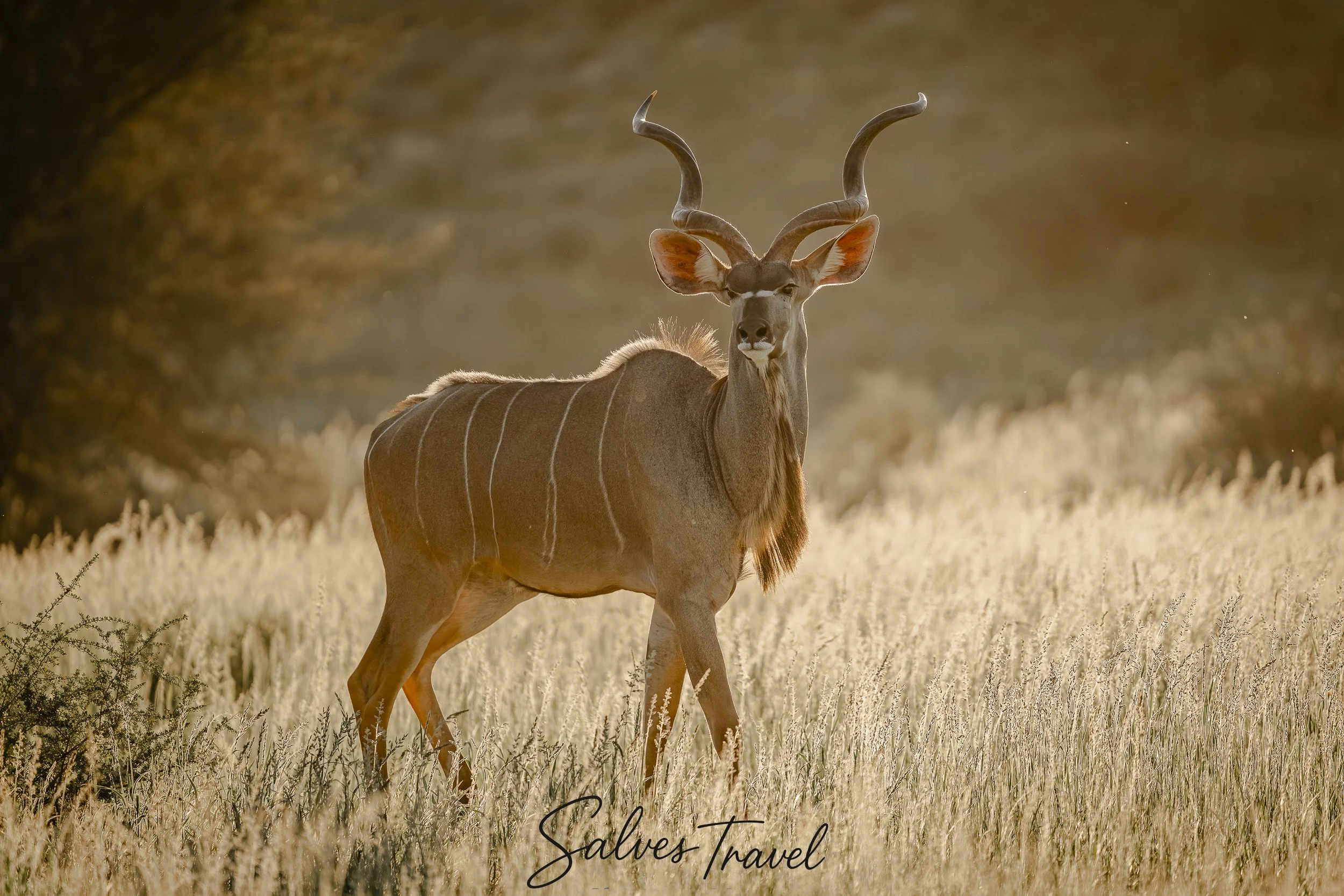 Un'antilope africana con grandi corna torcenate si trova in un prato dorato con sfondo sfocato, al tramonto o all'alba.