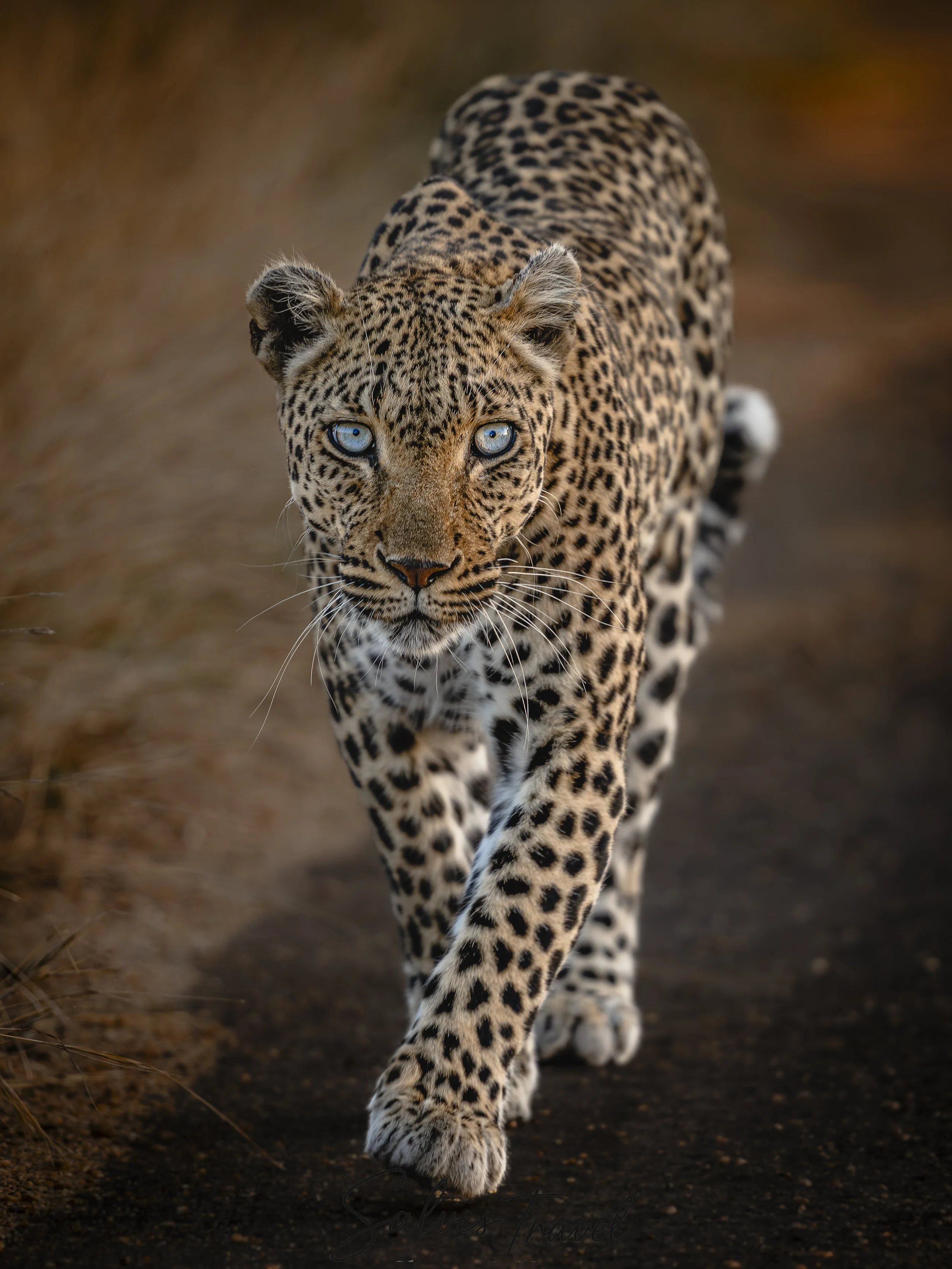 Una leopardo cammina verso l'obiettivo, con il muso rivolto verso la fotocamera, su un terreno naturale denso di terra e vegetazione sfocata sullo sfondo.
