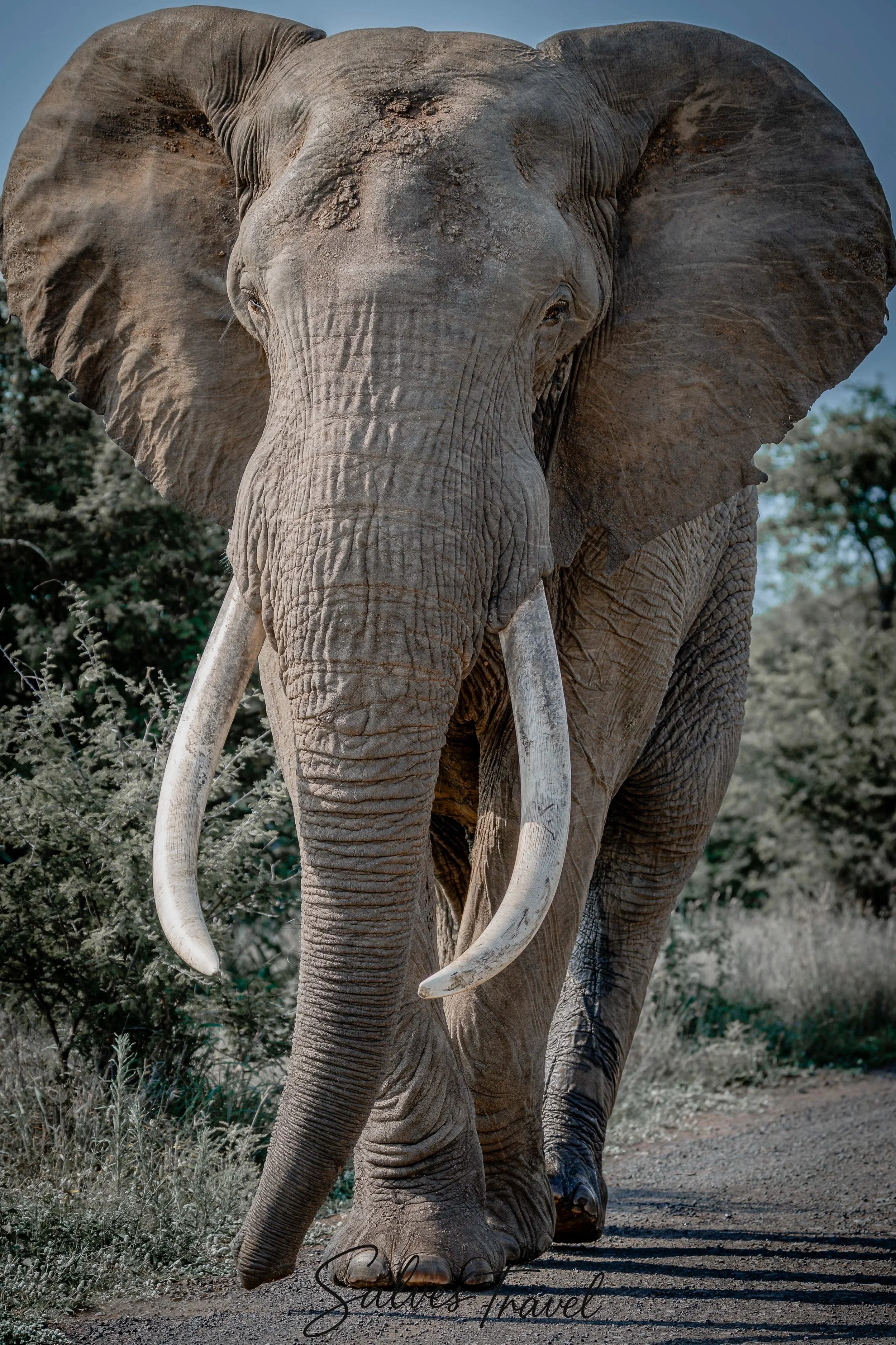 Elefante africano che cammina nella savana, con foglie e arbusti sullo sfondo.