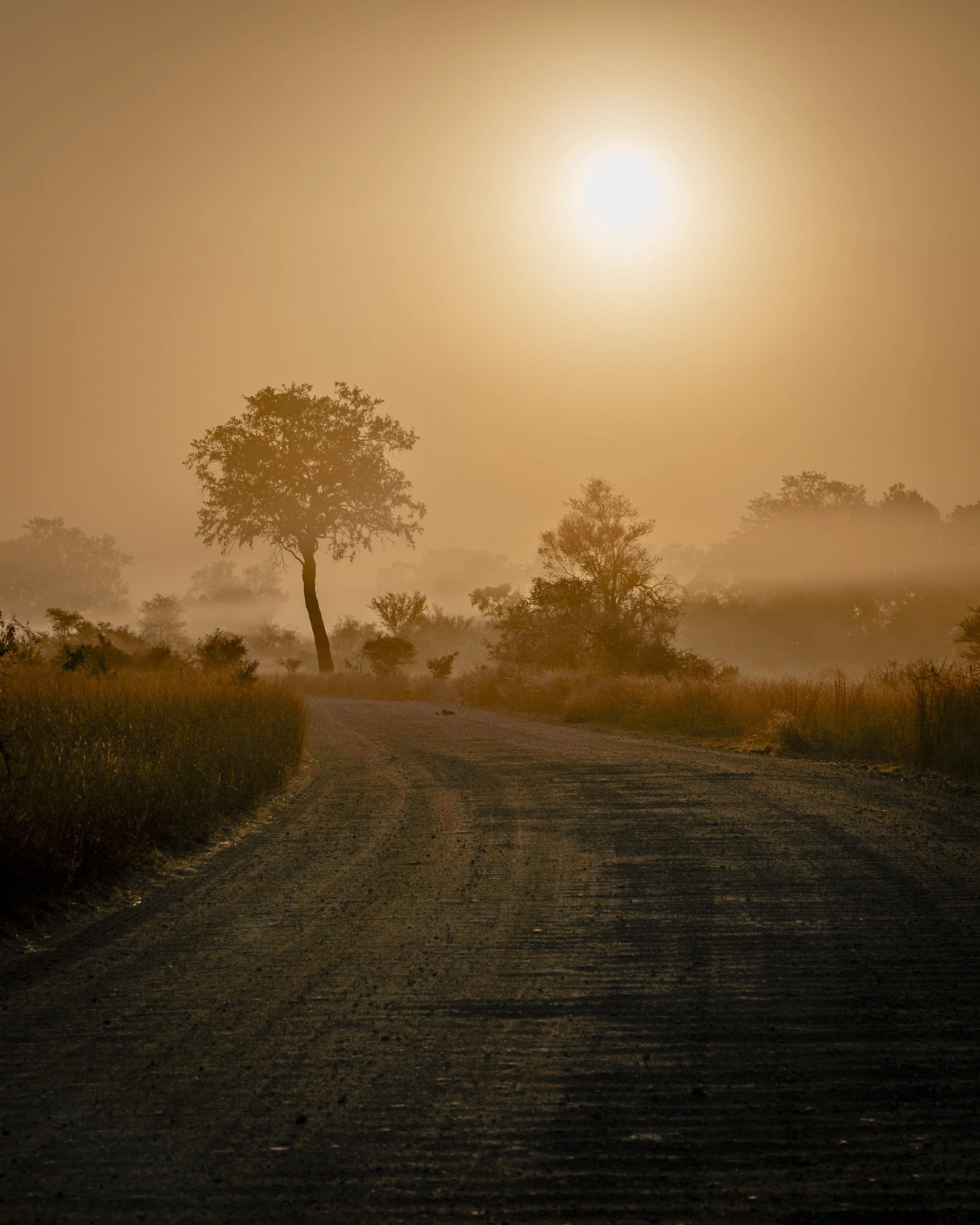 Un paesaggio naturale con un albero solitario al centro, sotto un cielo molto luminoso e caldo, probabilmente durante il tramonto o l'alba, con nebbia leggera sul terreno.