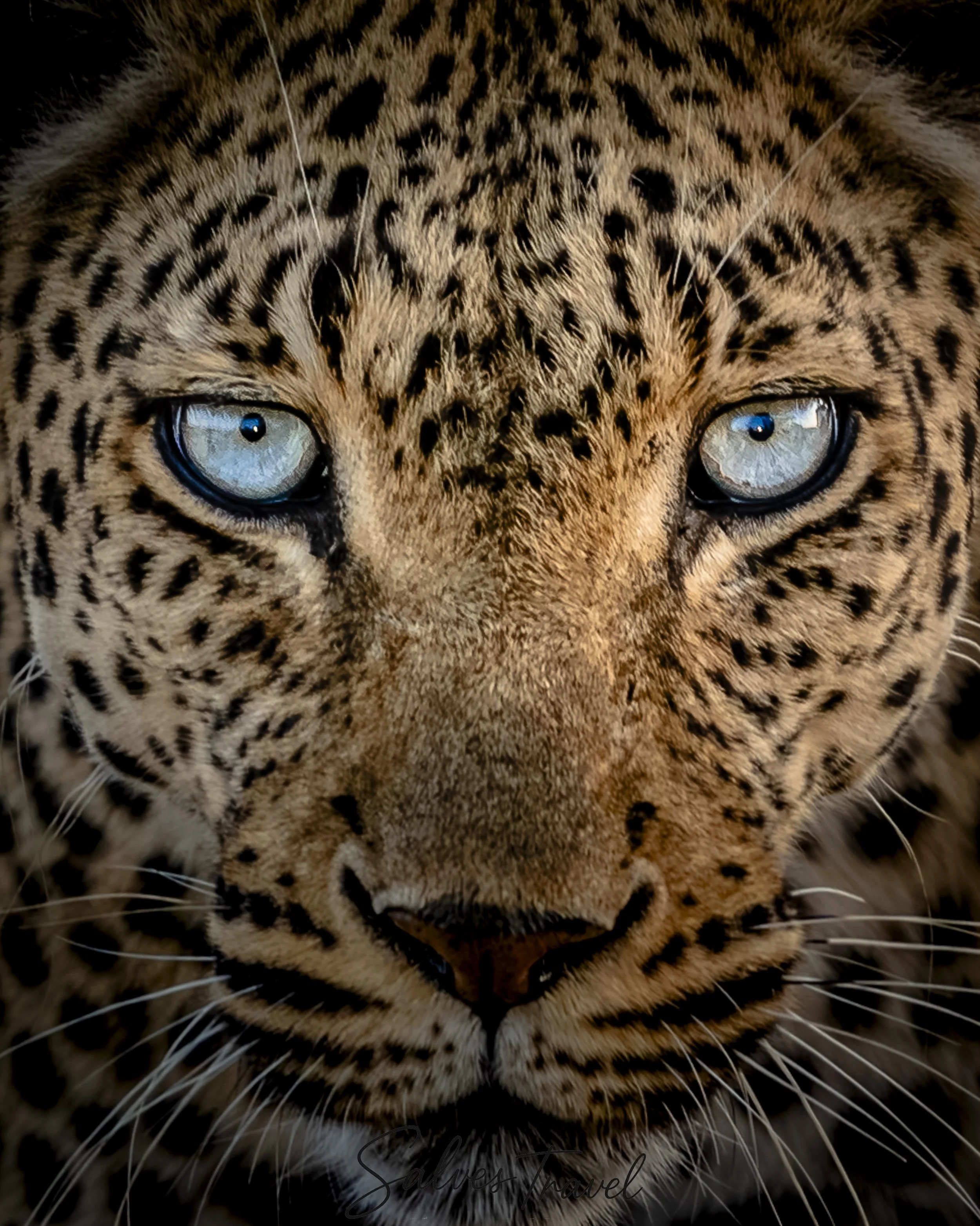 Prima piano del muso di una leopardo con occhi azzurri e pelliccia maculata.
