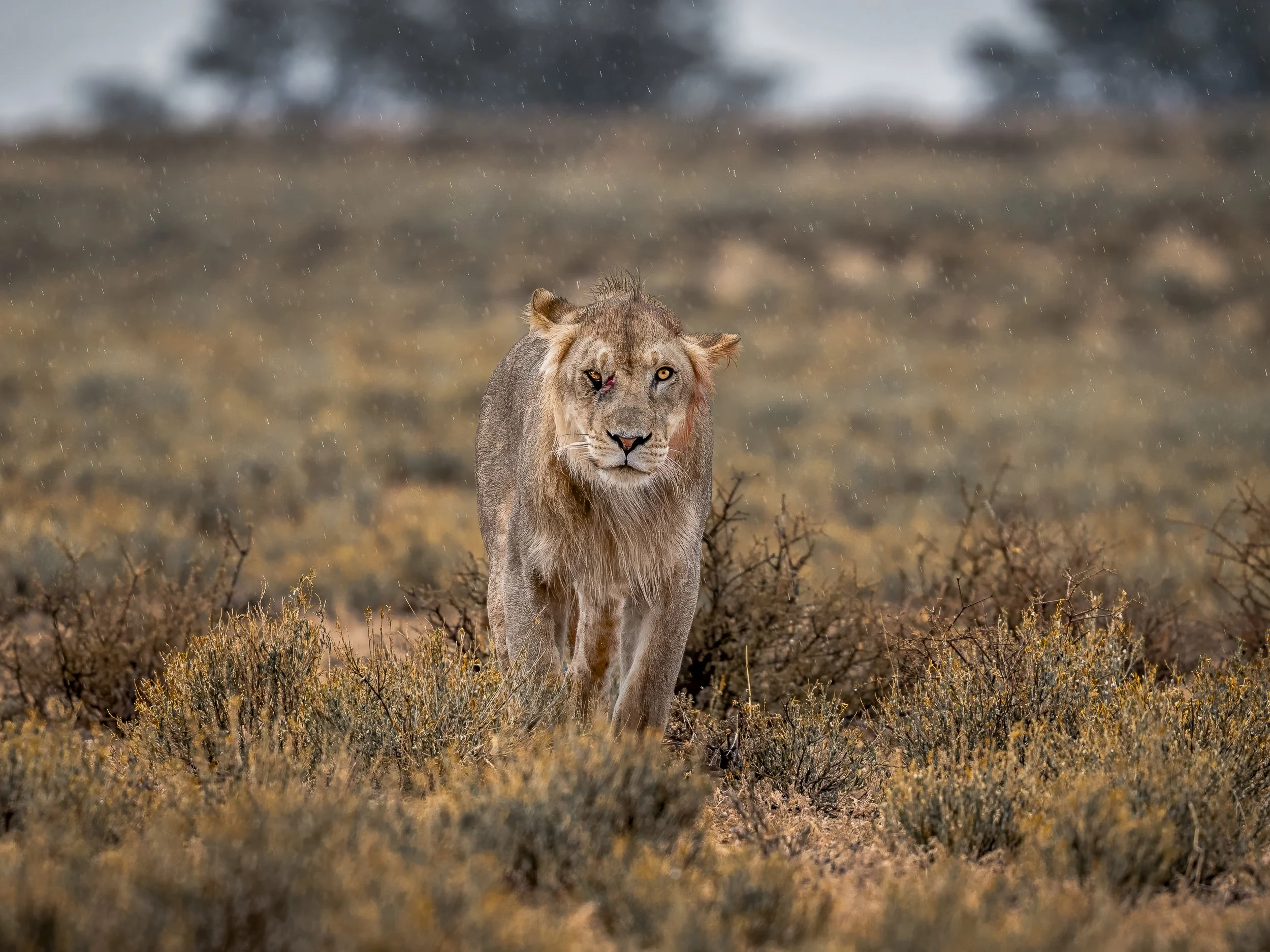 Un leone cammina in un paesaggio arido con ceppi e ciuffi di erba, sotto la pioggia in una giornata nuvolosa.