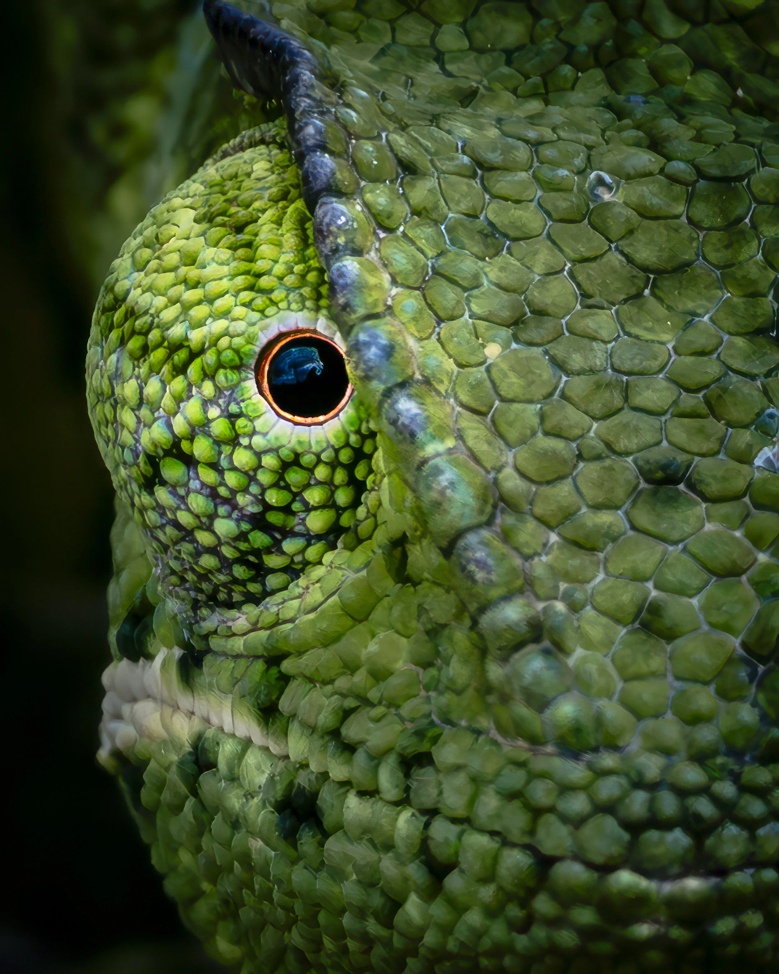Un camaleonte verde e nero, con dettagli di colore blu e un occhio arancione intenso.
