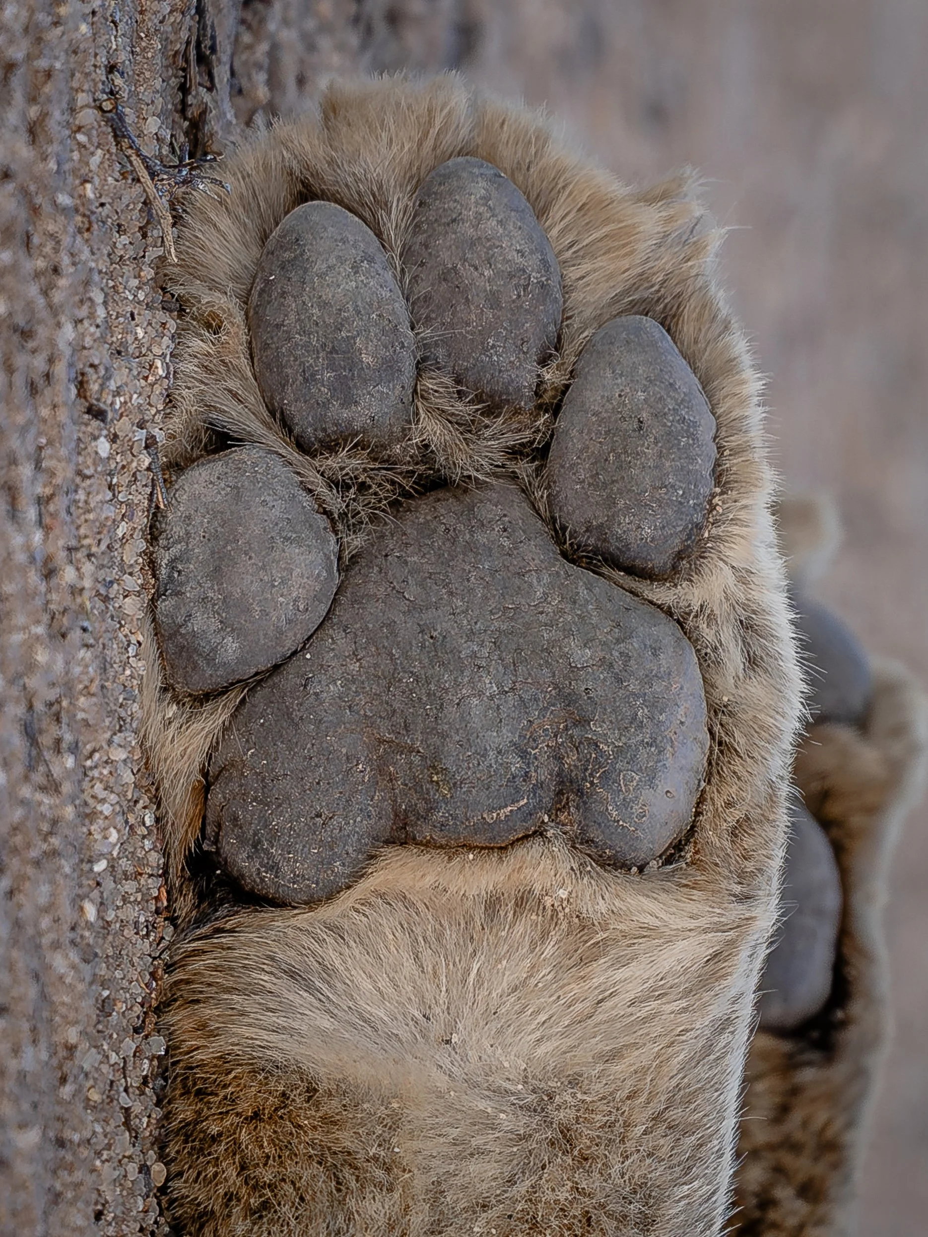 Zampa di un orso con artigli e pelo folto, poggiata sul terreno roccioso.