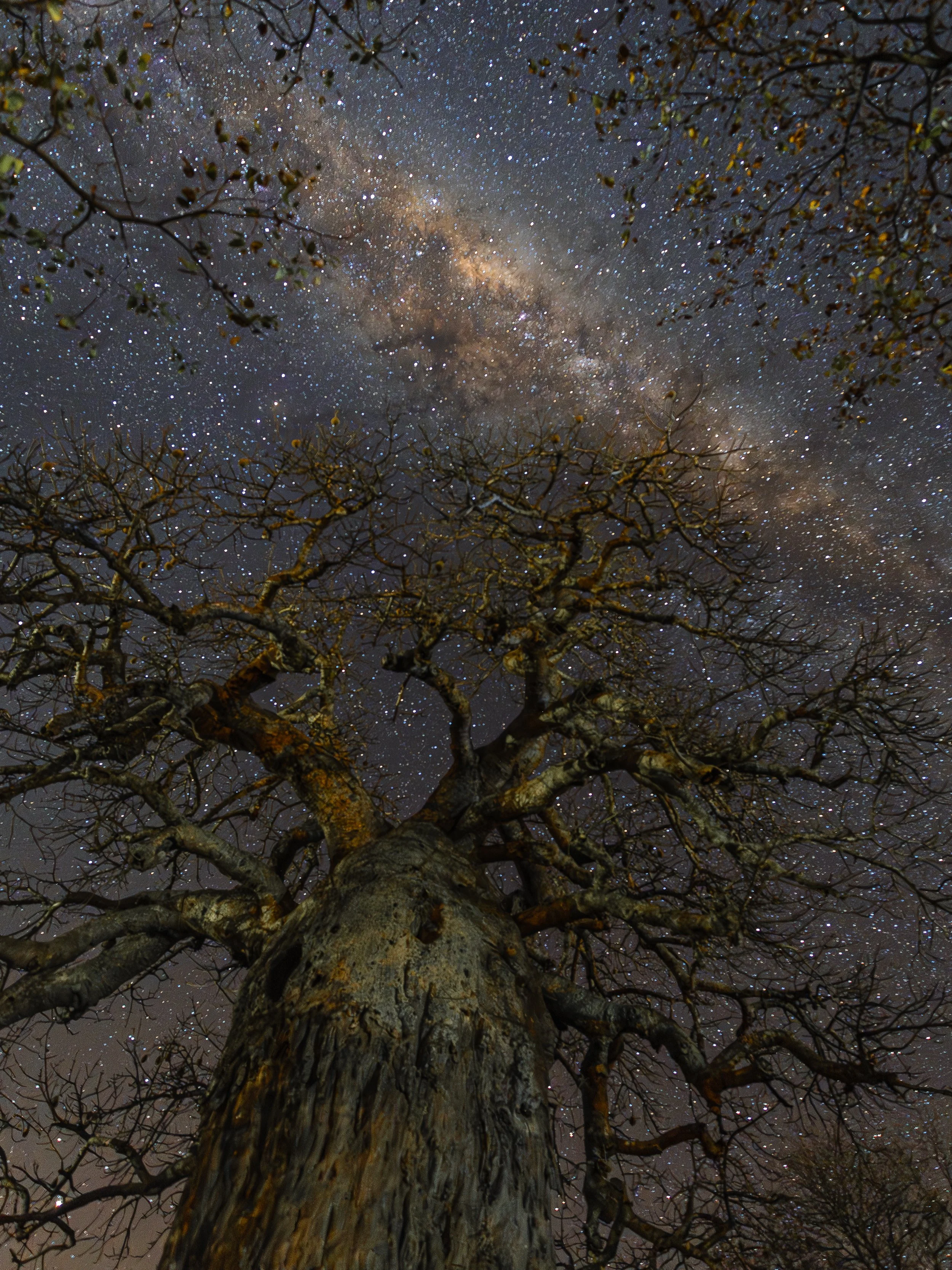 Albero senza foglie con rami contorti, visto dall'alto verso il cielo notturno stellato con la Via Lattea visibile