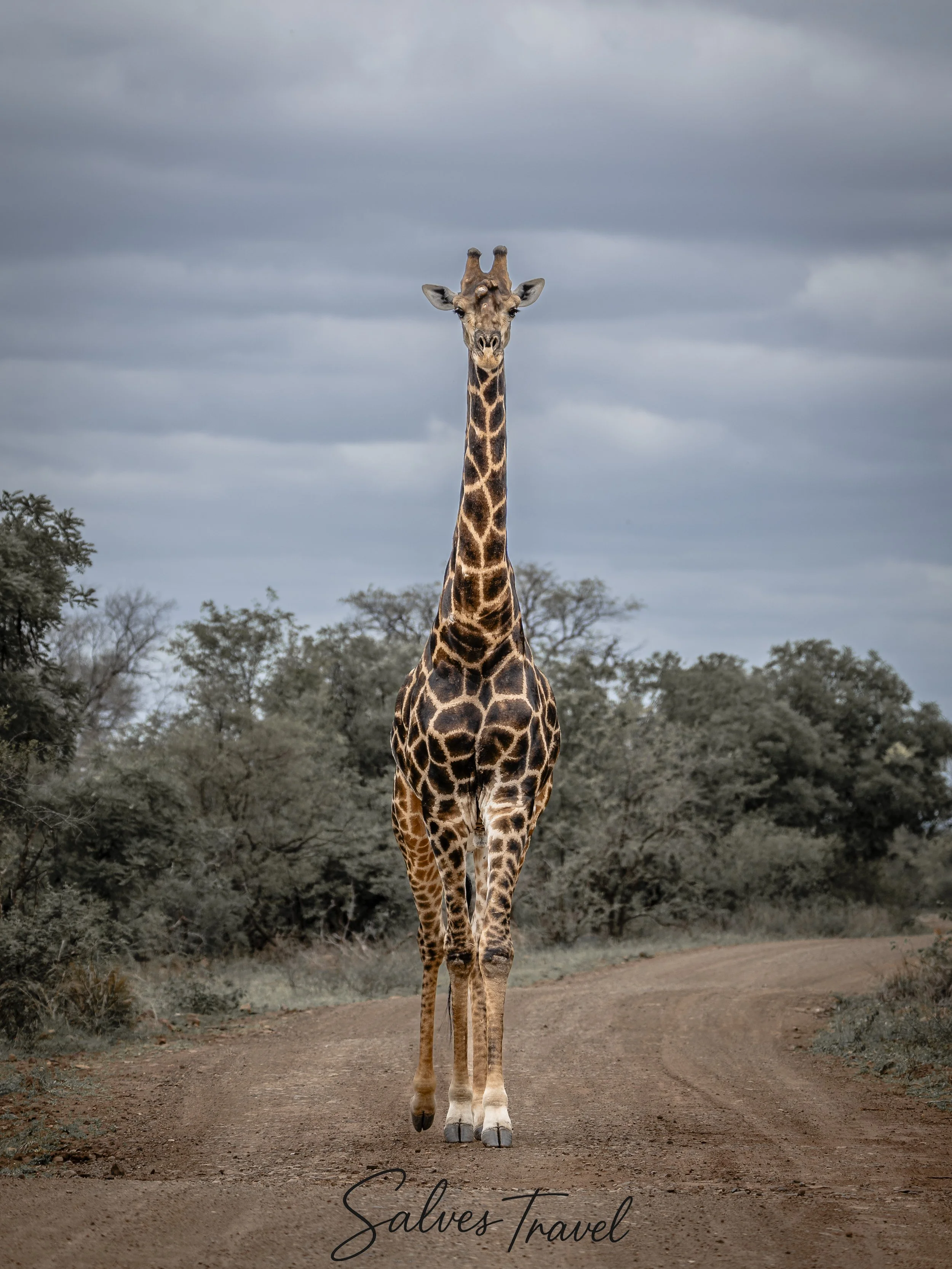 Una giraffa che cammina lungo un sentiero nella savana sotto un cielo nuvoloso.