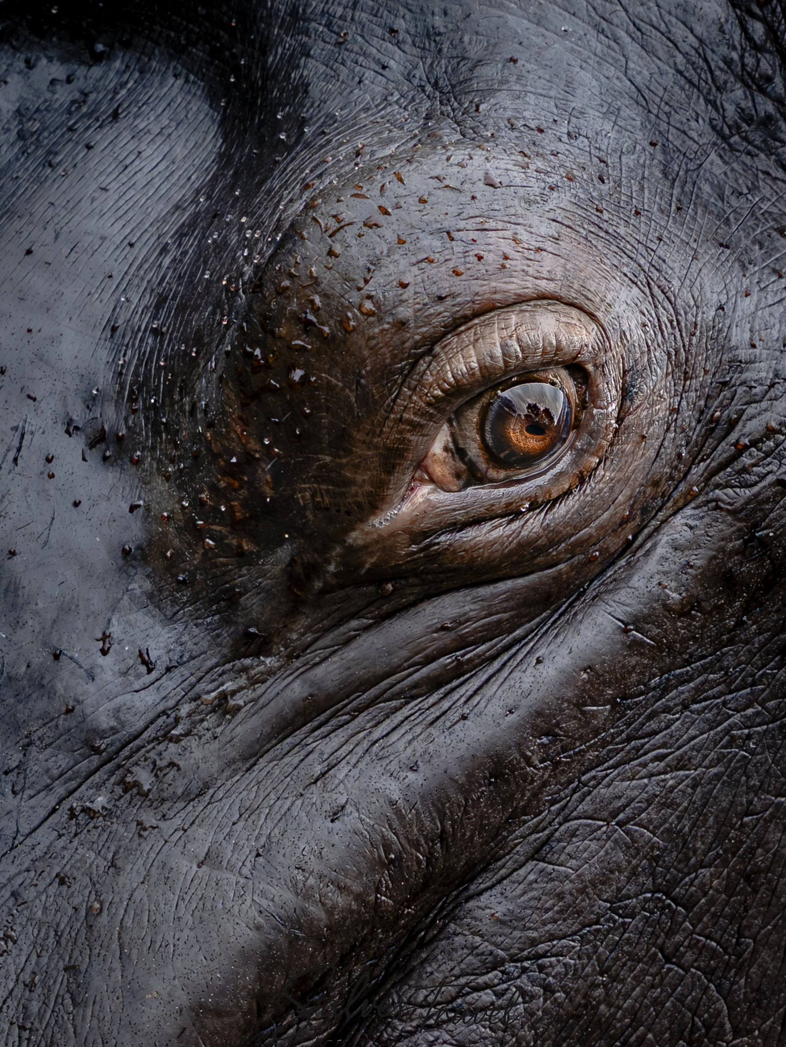 Una macrofotografia della pelle di un elefante, che mostra le rughe e le texture dettagliate.