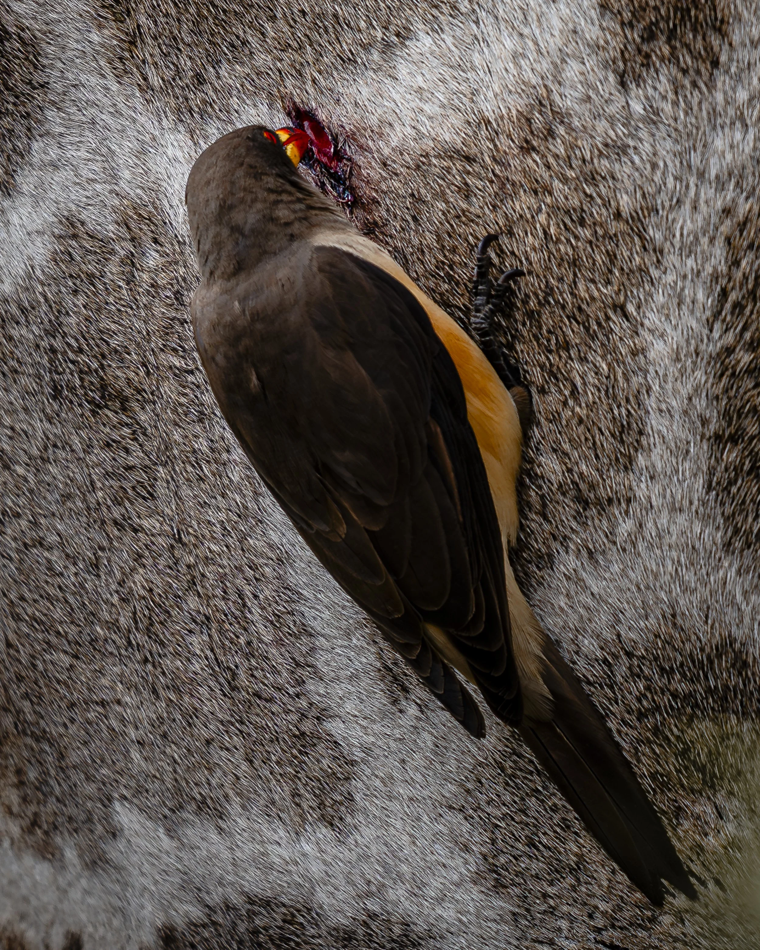 Un uccello, probabilmente un falco, si trova sopra la schiena di un grande animale, forse un bufalo, e sta alimentandosi di carne.