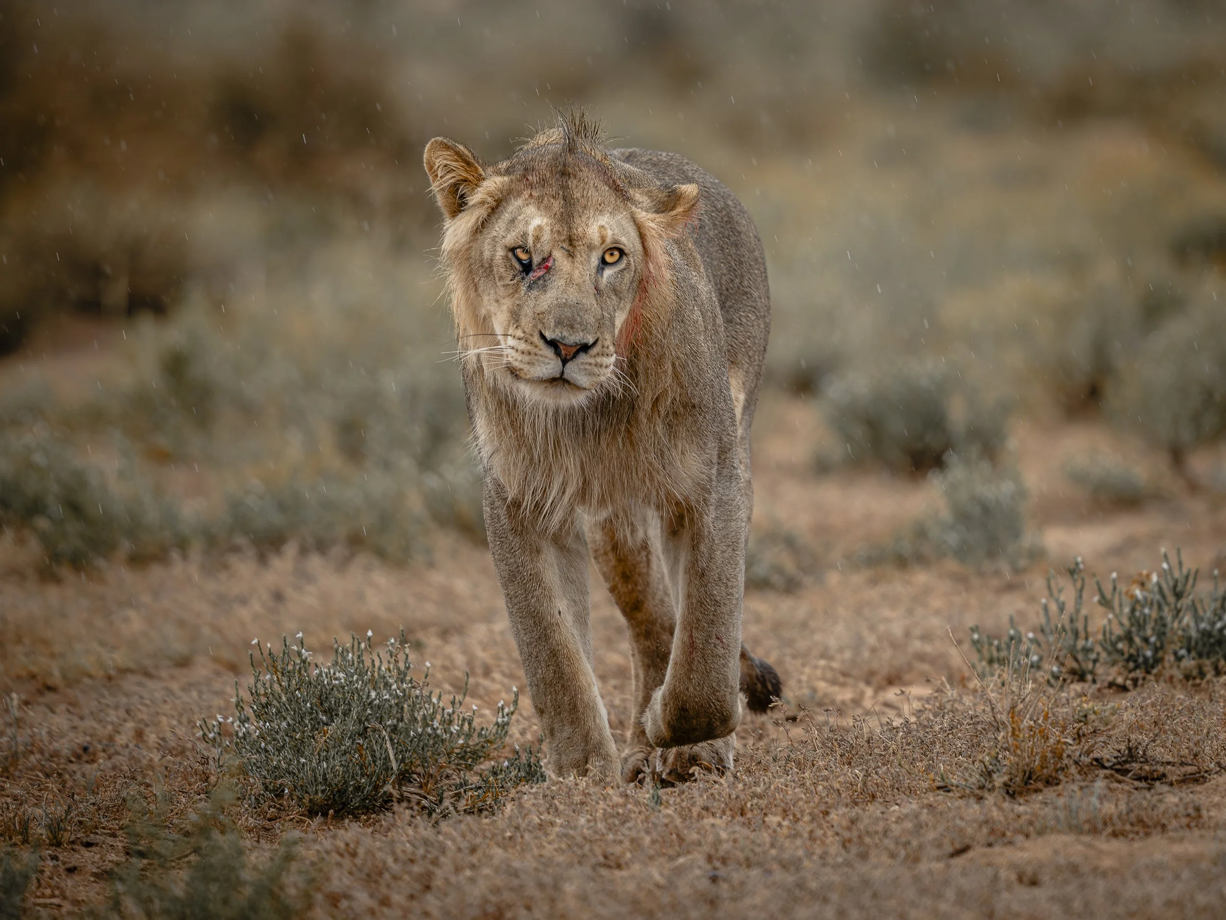 Una leonessa nel deserto con il pelo arruffato, una ferita vicino all'occhio destro e l'ambiente desertico circostante.