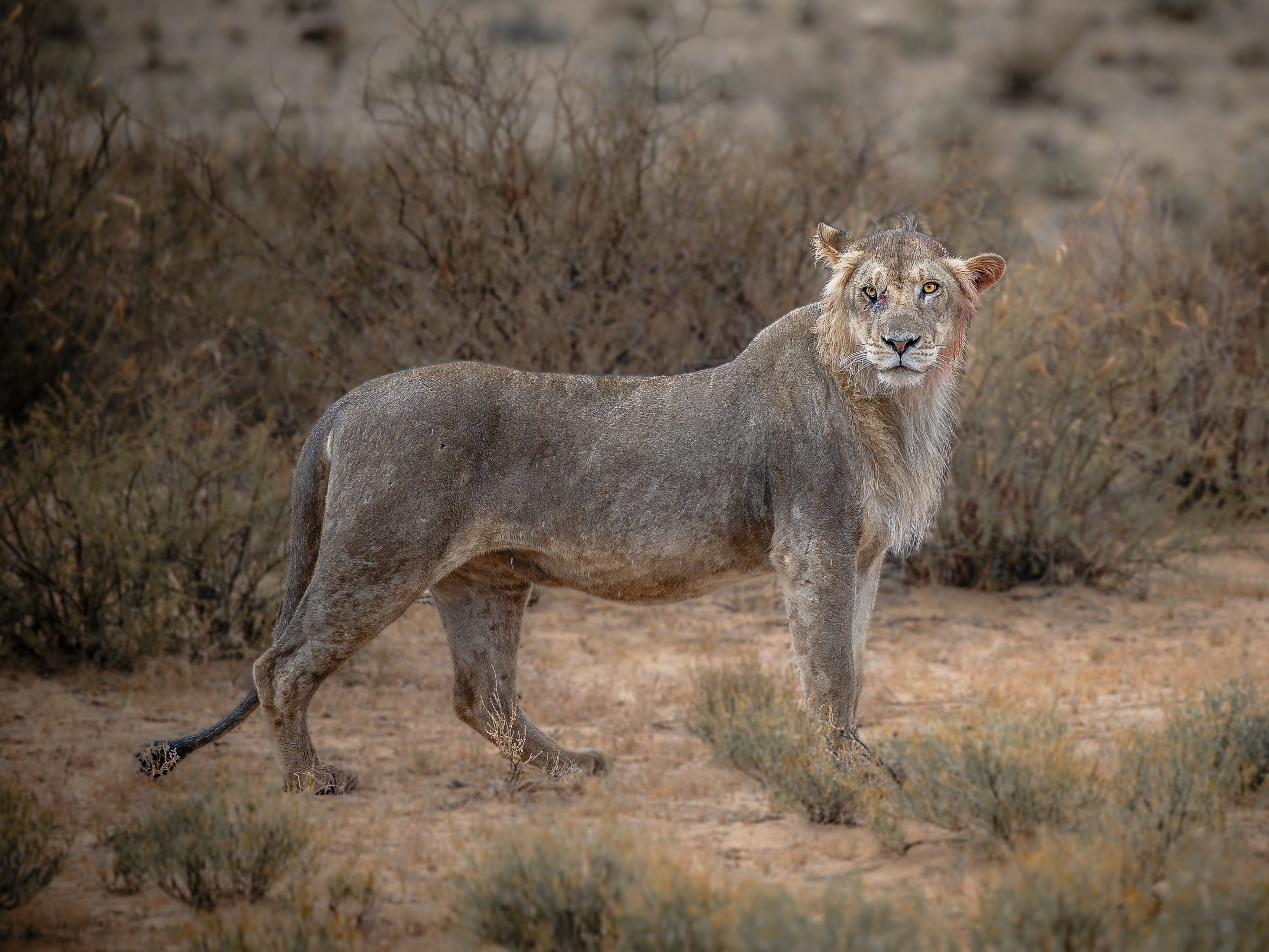 Una leonessa nel deserto con molte piante secche e arbusti senza foglie.