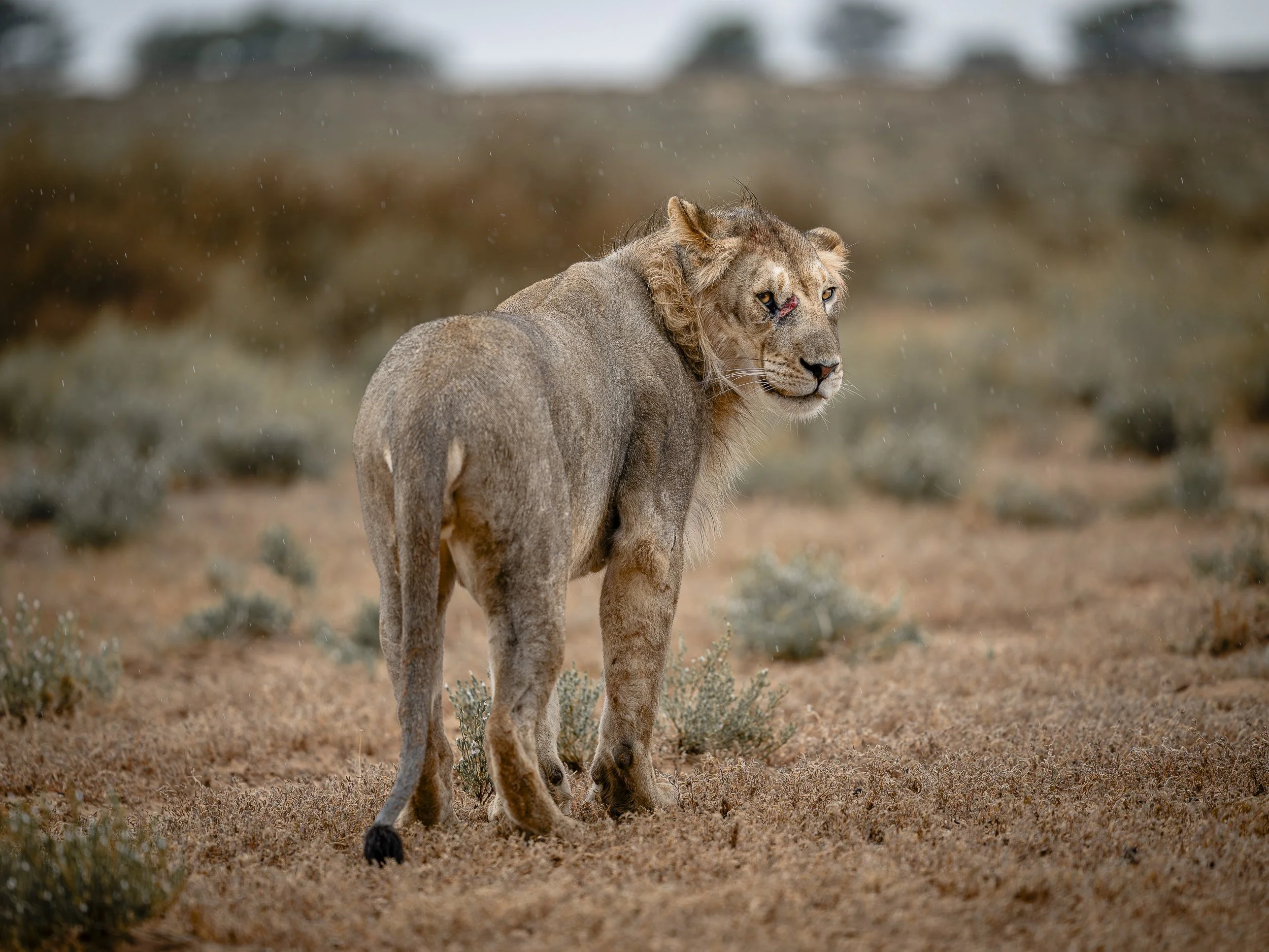 Una leonessa con una ferita e sangue sul muso nel deserto