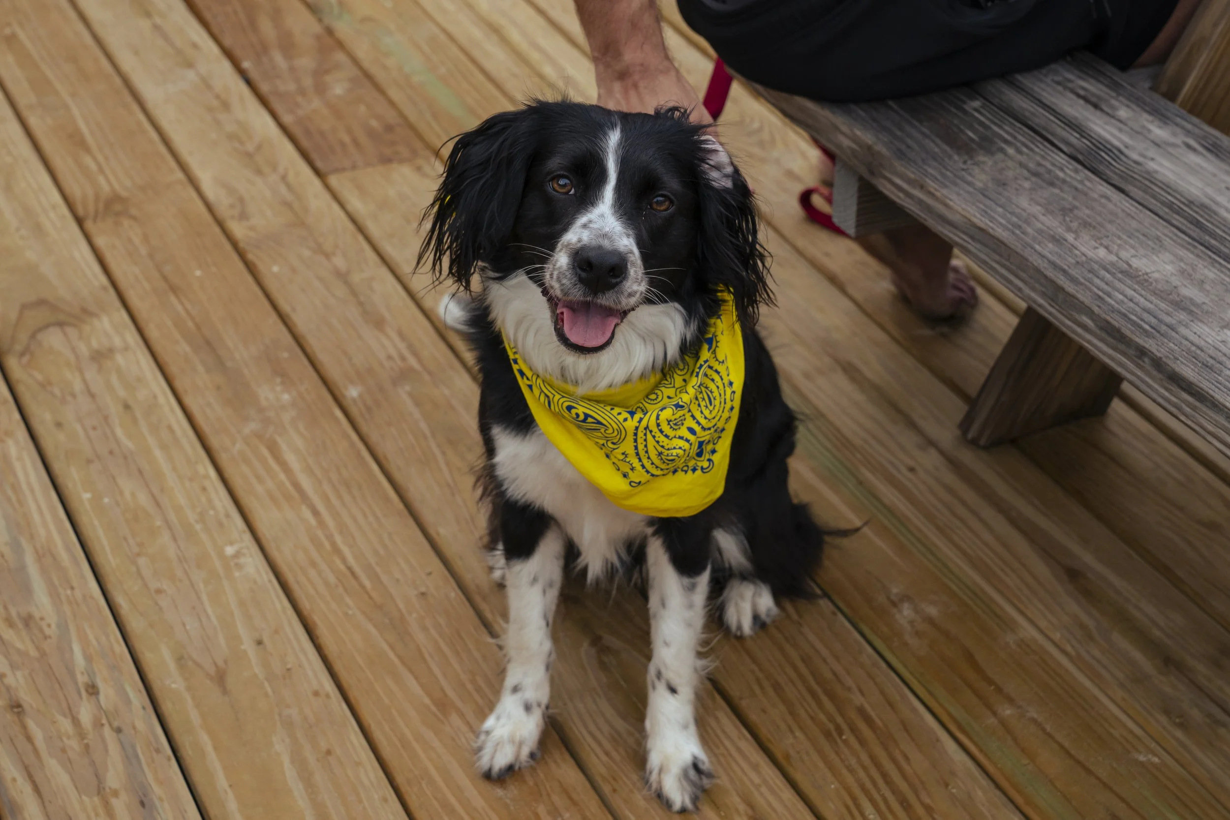 Did I mention we love dogs. All dogs - well as long as they behave...