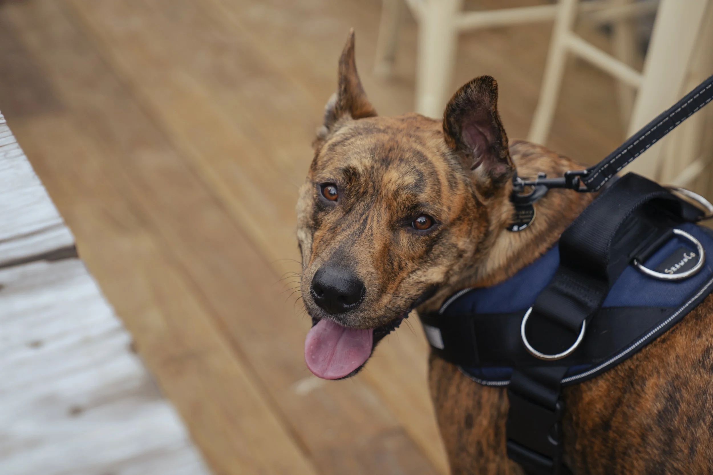 Did I mention we love dogs?