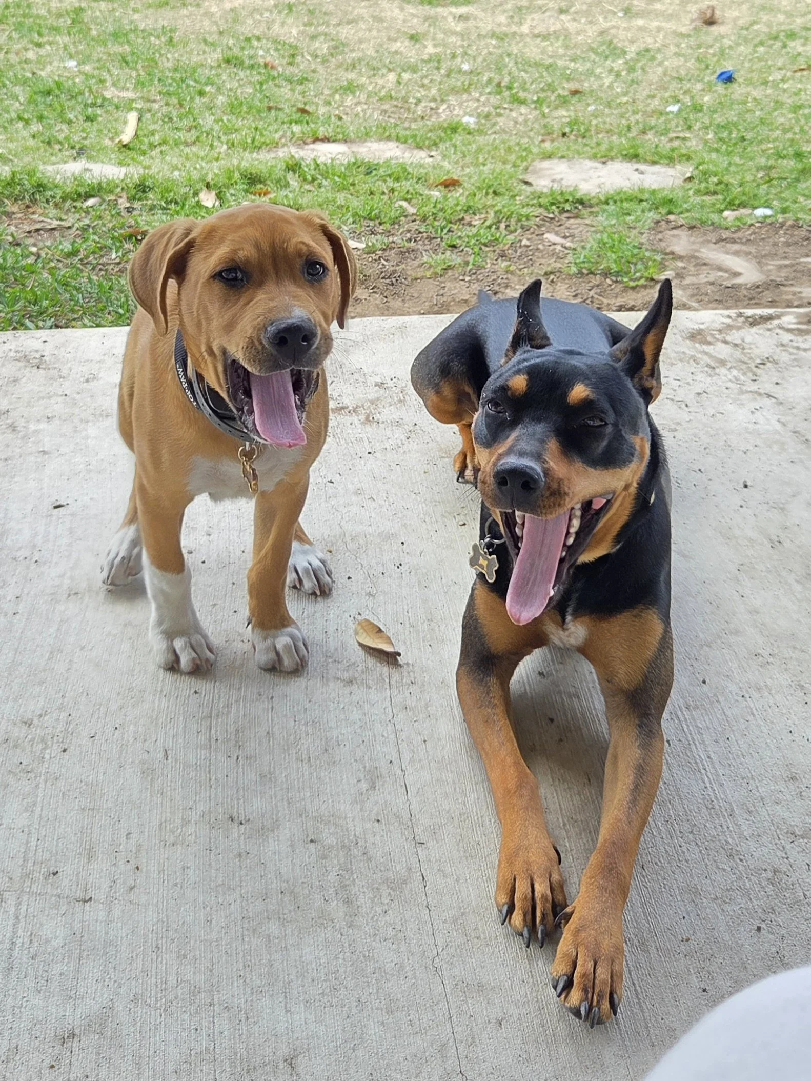 Two dogs, one brown and white and the other black and tan, sitting on a concrete surface outdoors with grass and dirt patches in the background. Both dogs are panting with tongues out and appear happy.