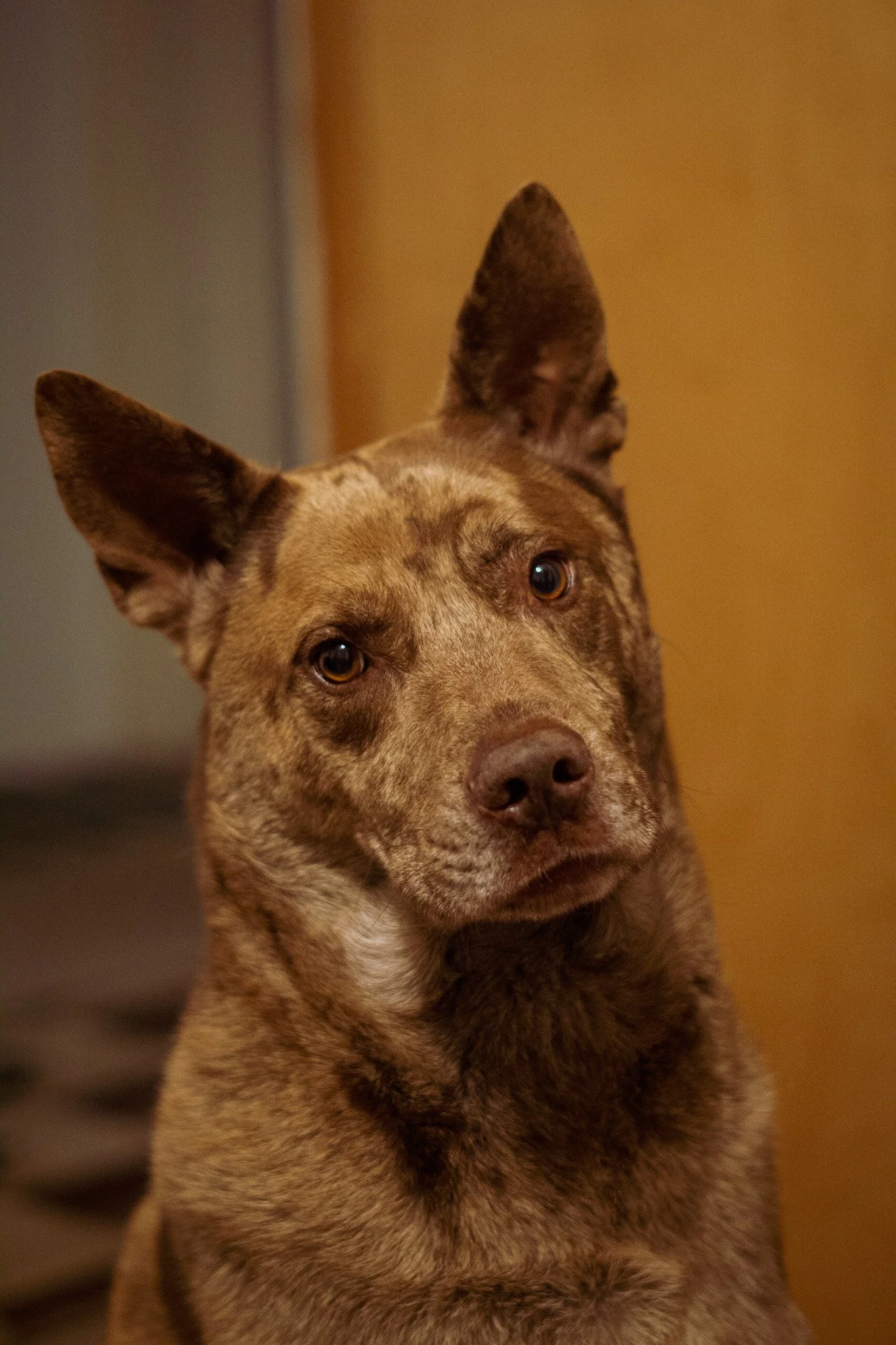 Close-up of a brown dog with perky ears and curious eyes, sitting indoors against a blurred background with warm tones.