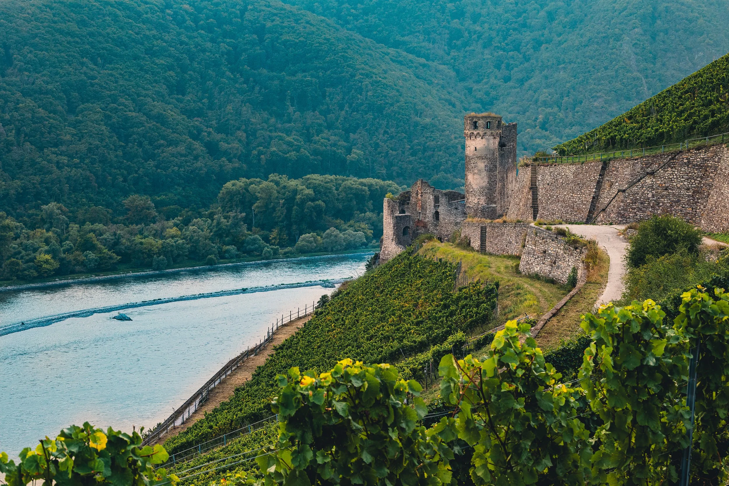 Ehrenfels Castle above the Rhine near Rüdesheim