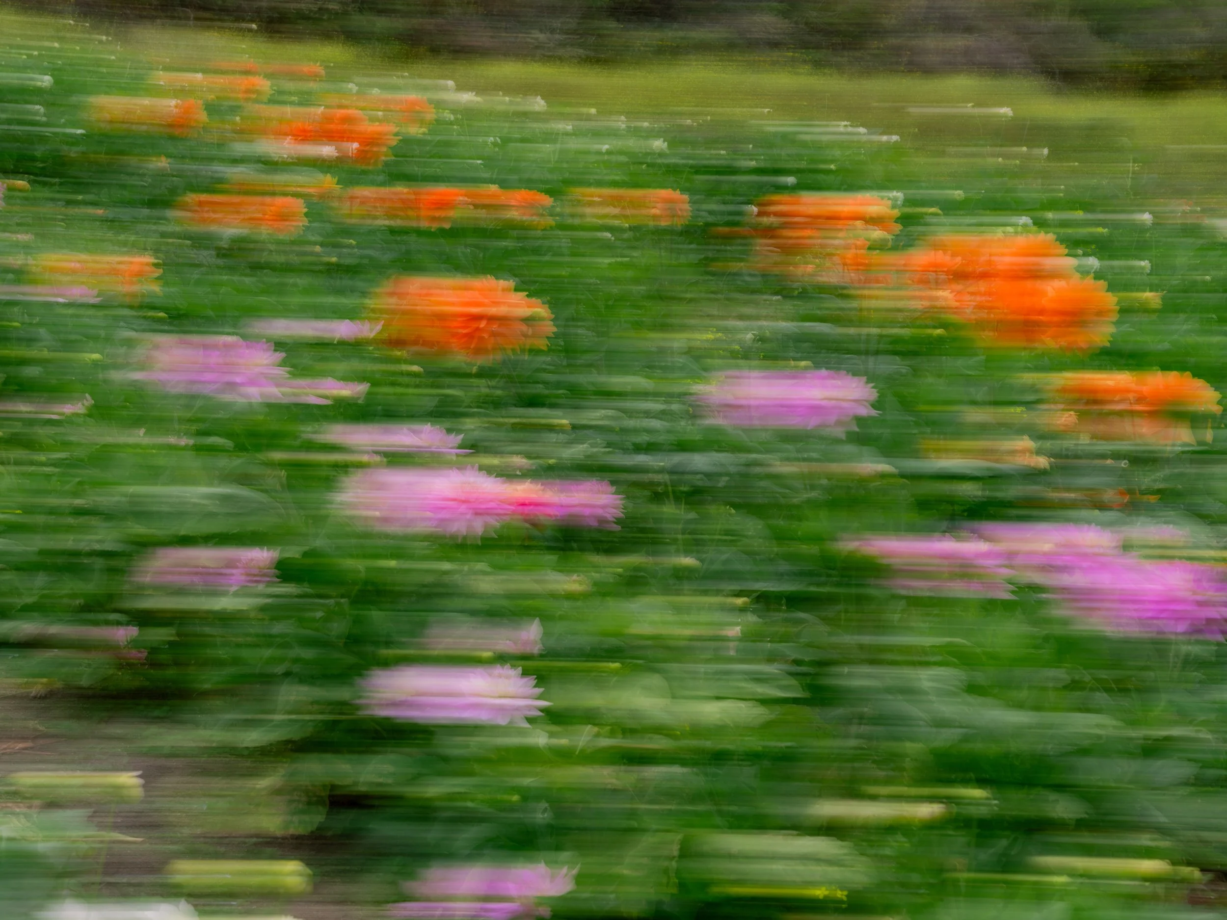 NAT-SF-DAHLIA_DSF4981.jpg
