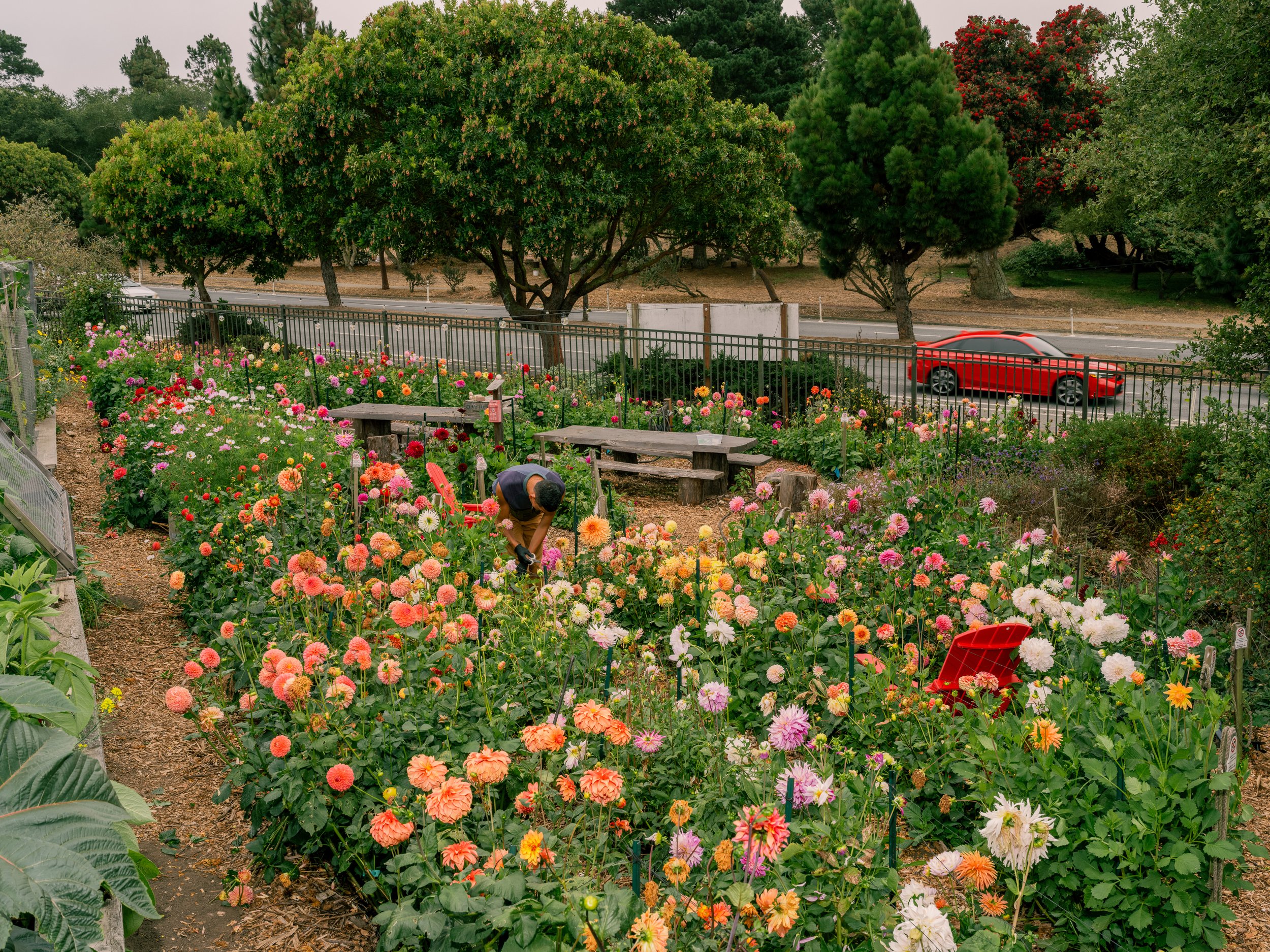 NAT-SF-DAHLIA__DSF3916.jpg