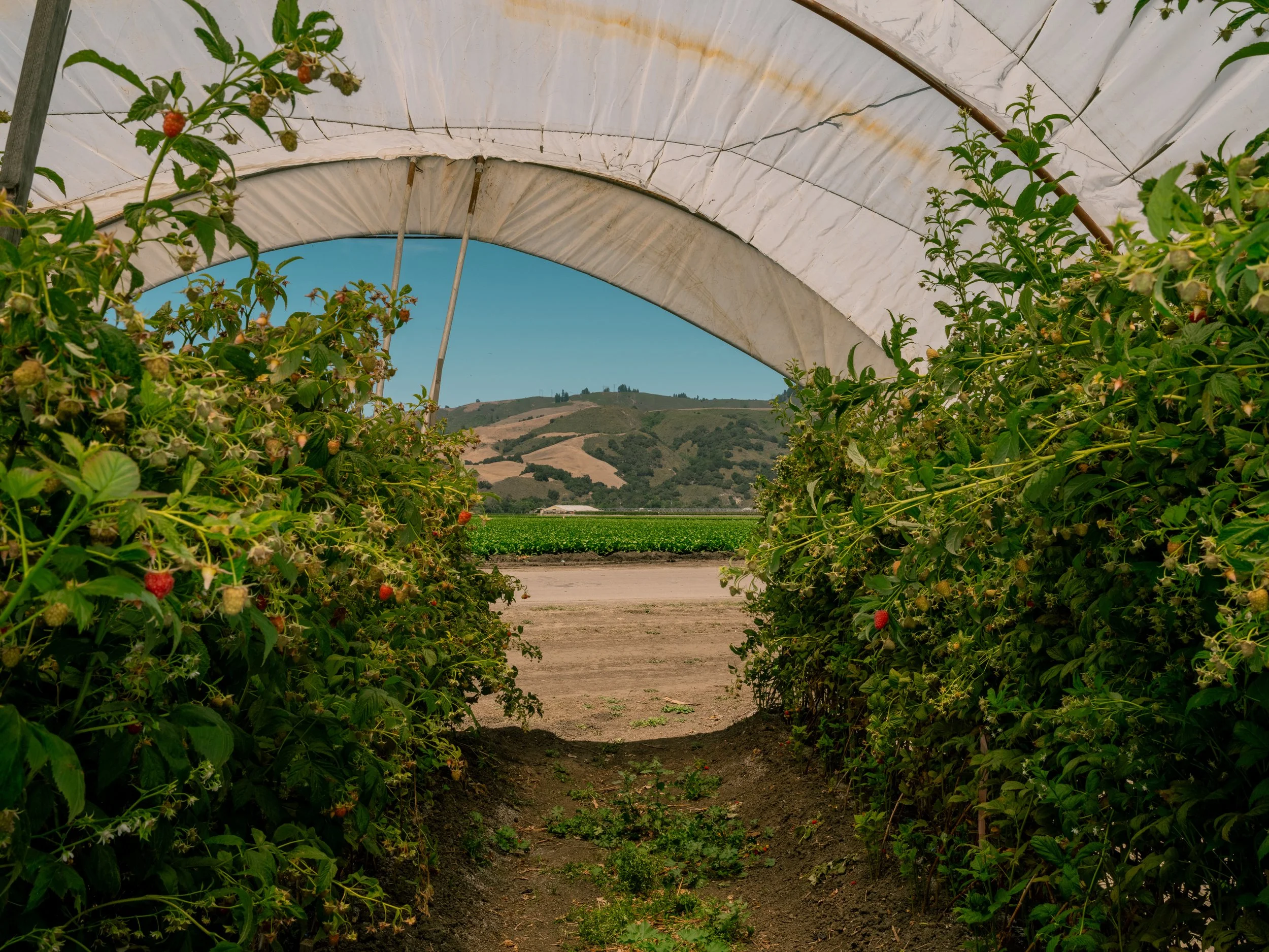 commercial-food-photographer-San-Francisco-010.jpg