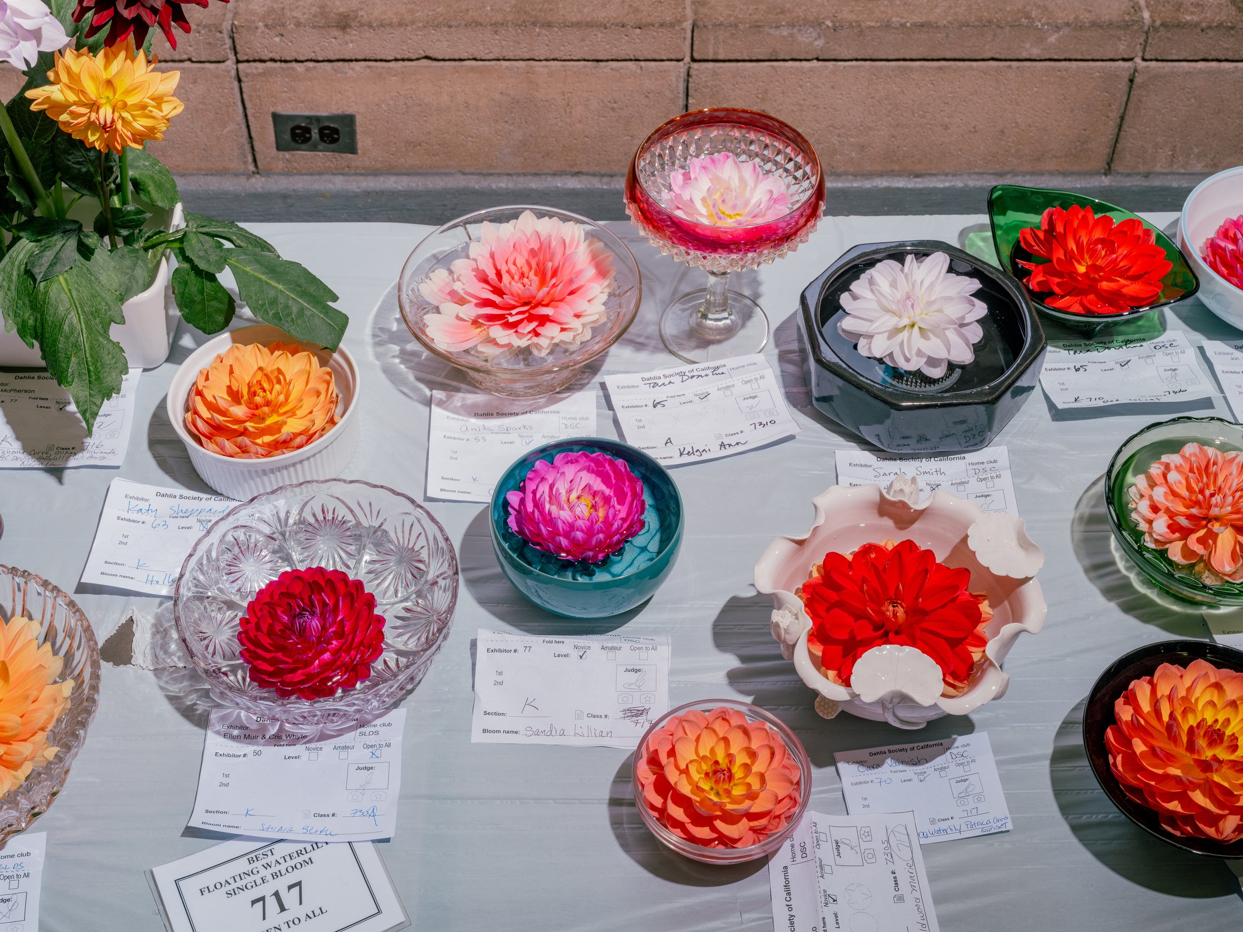 NAT-SF-DAHLIA_DSF6017.jpg