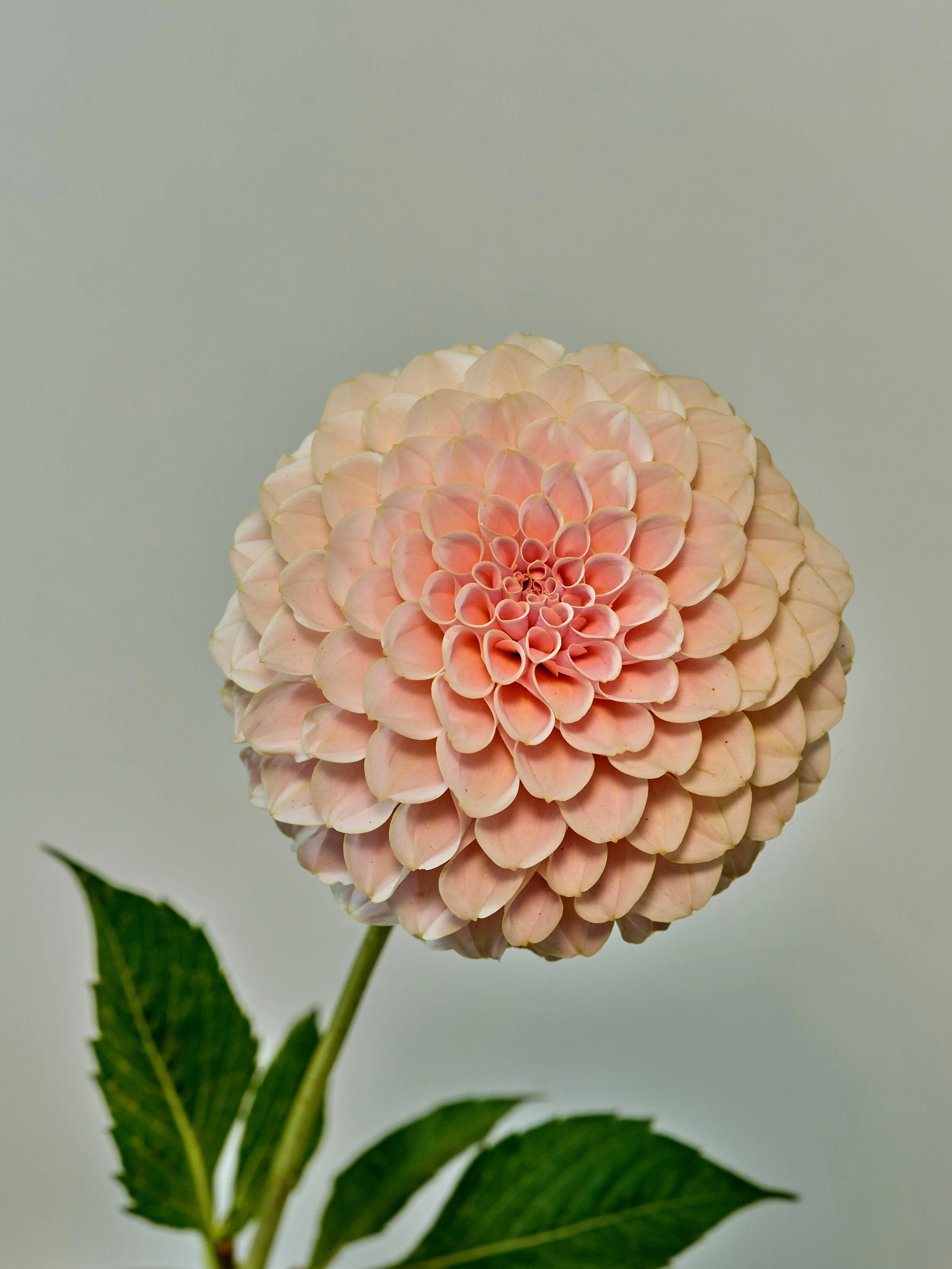 NAT-SF-DAHLIA_009.jpg