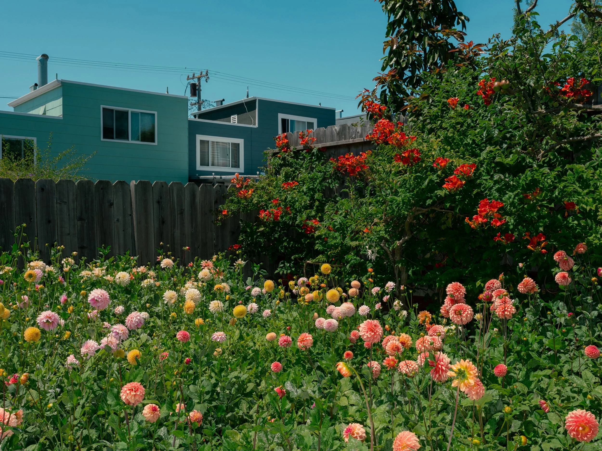 NAT-SF-DAHLIA_GFX50S-II202.jpg