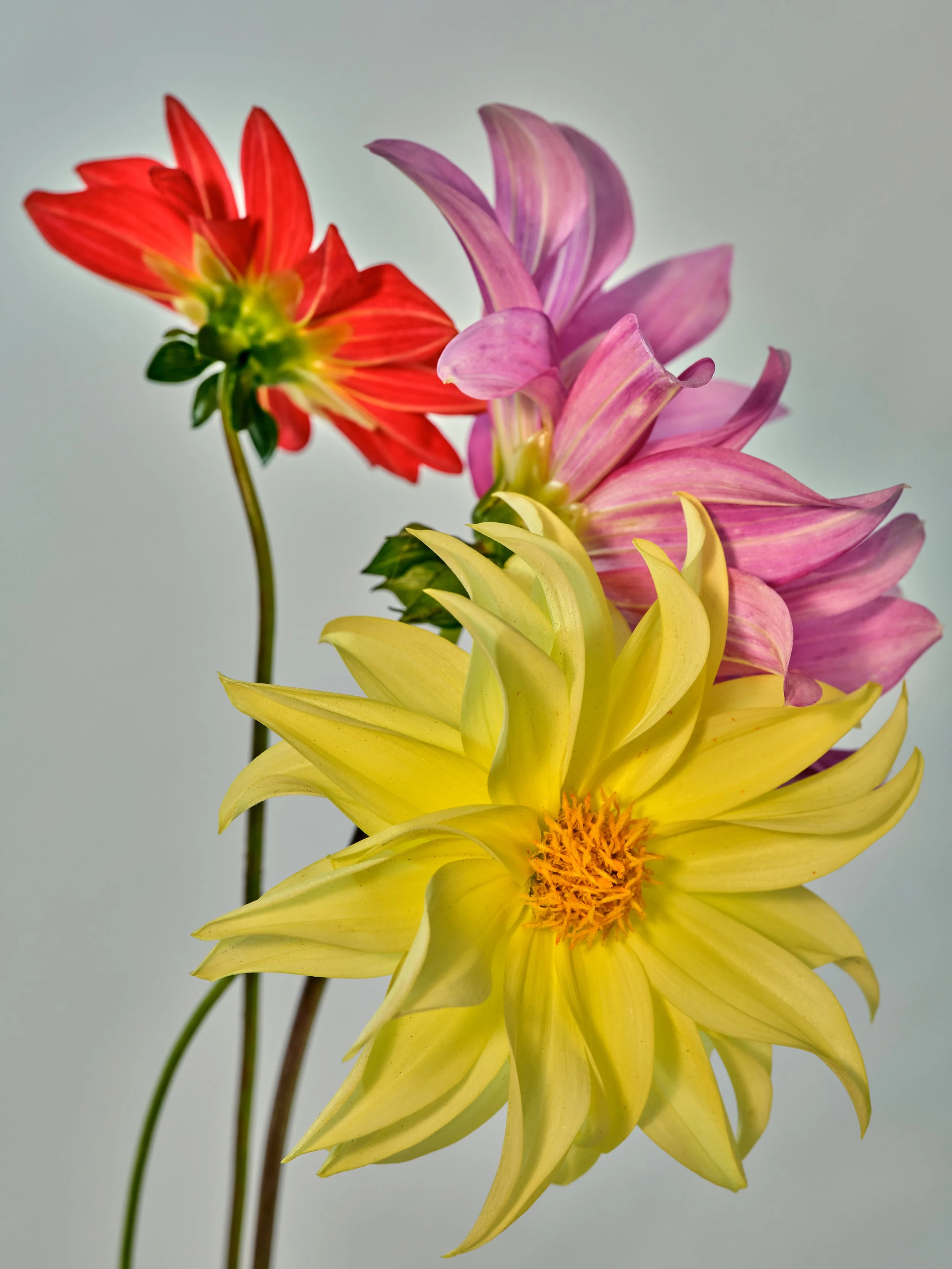 NAT-SF-DAHLIA_044.jpg