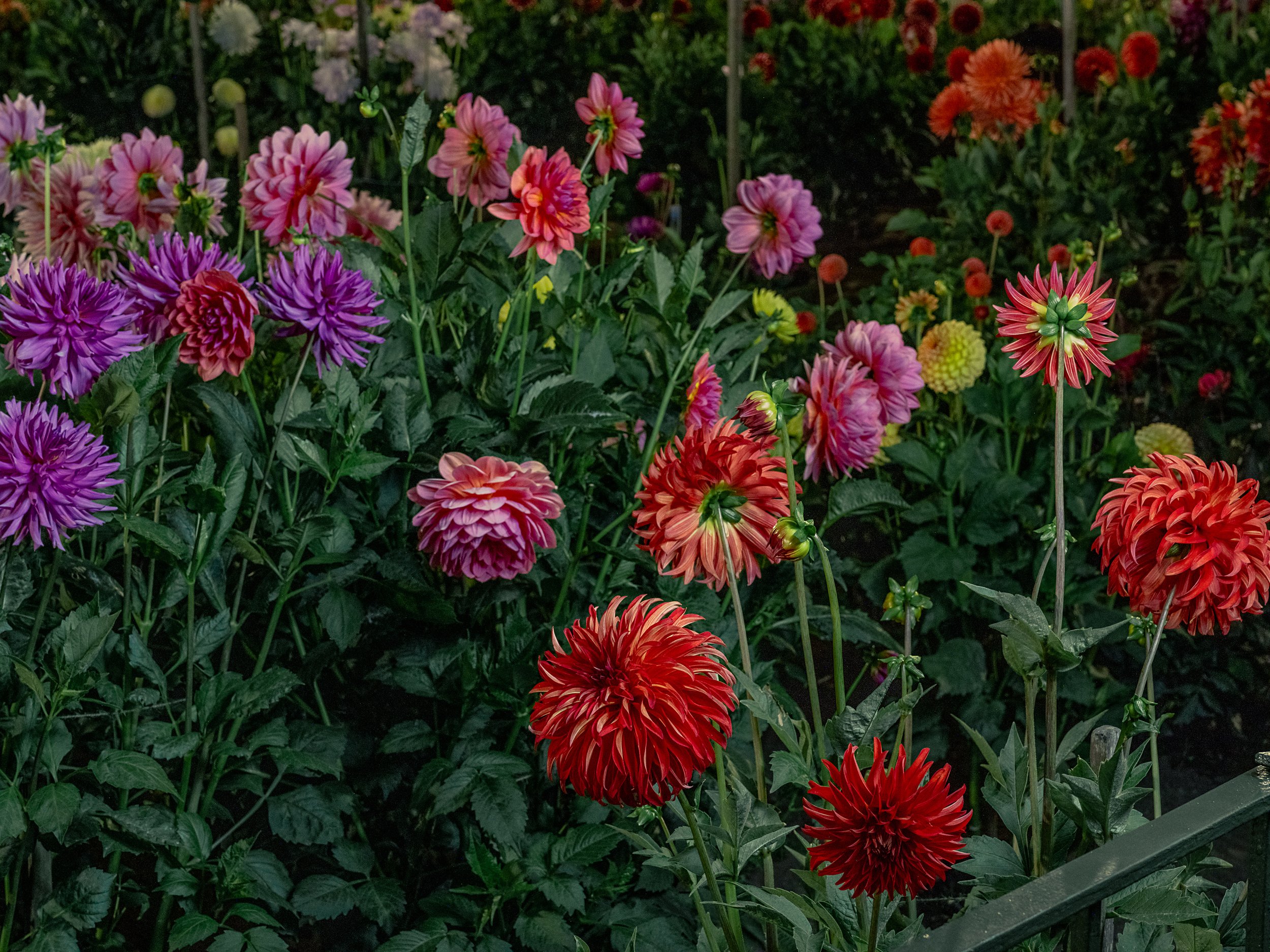 NAT-SF-DAHLIA__DSF2839.jpg