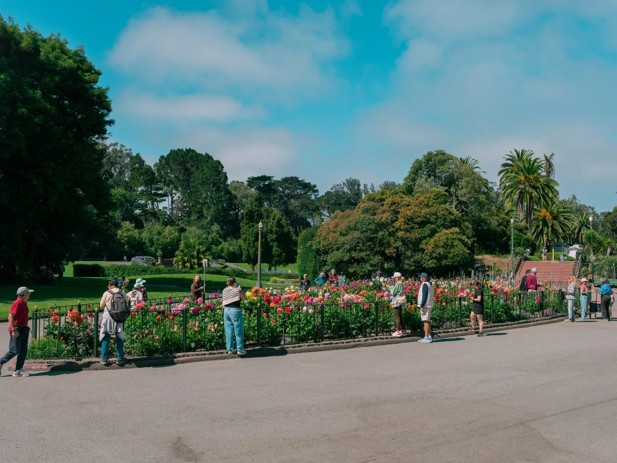 NAT-SF-DAHLIA_GFX50S-II406.jpg