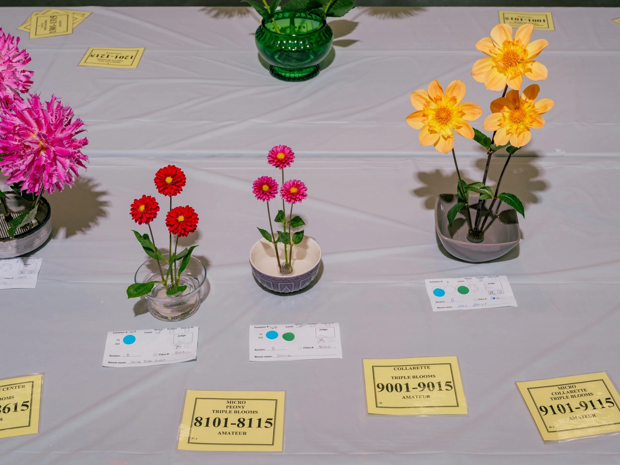 NAT-SF-DAHLIA_DSF5943.jpg
