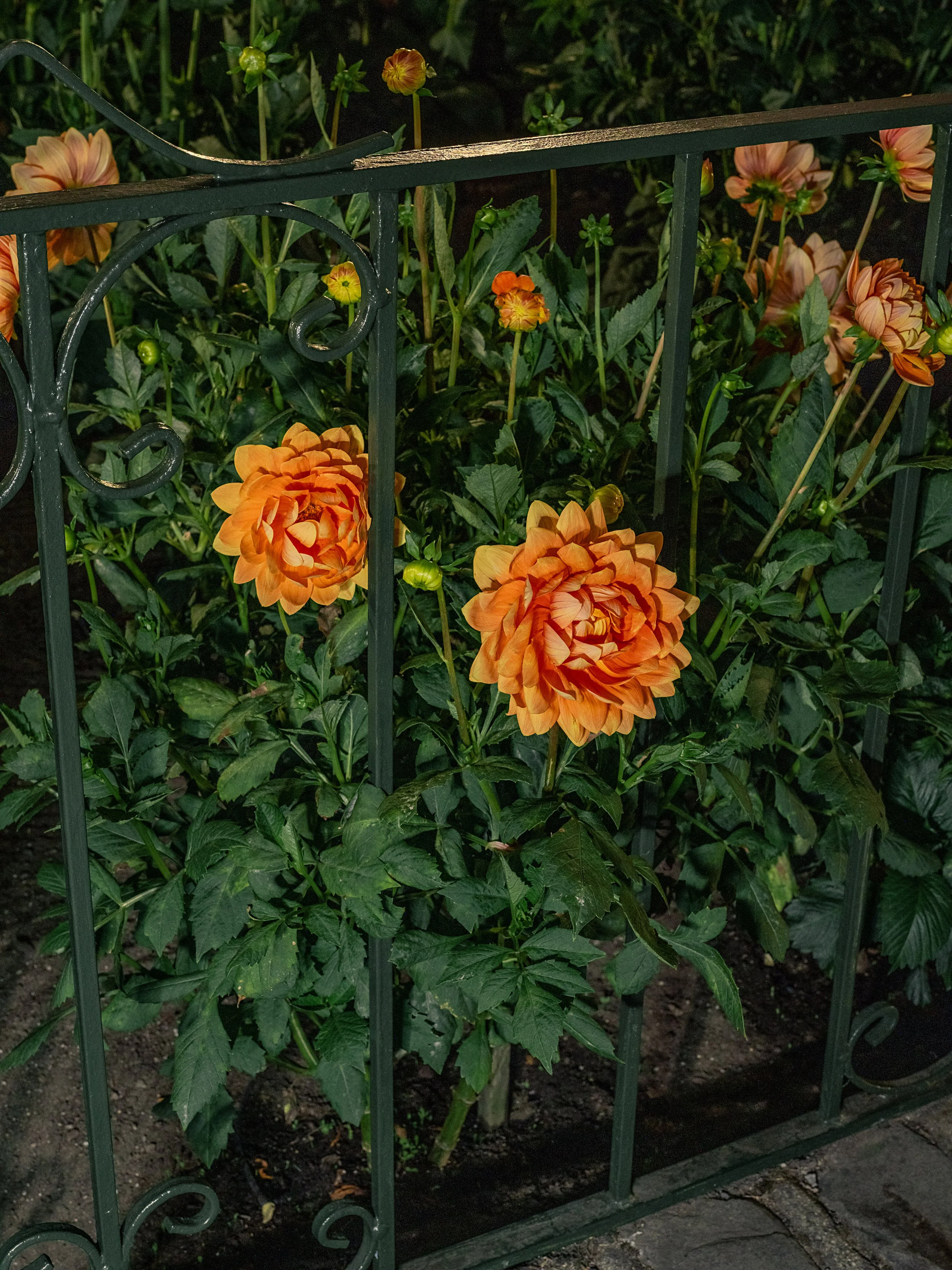 NAT-SF-DAHLIA__DSF2843.jpg