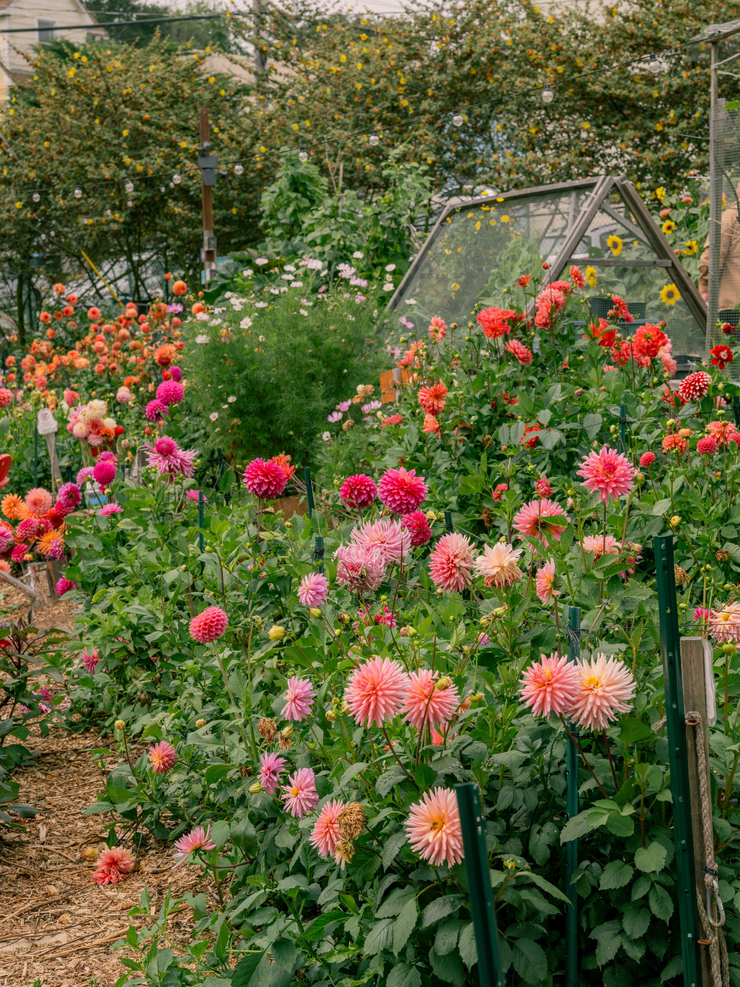NAT-SF-DAHLIA__DSF3770.jpg