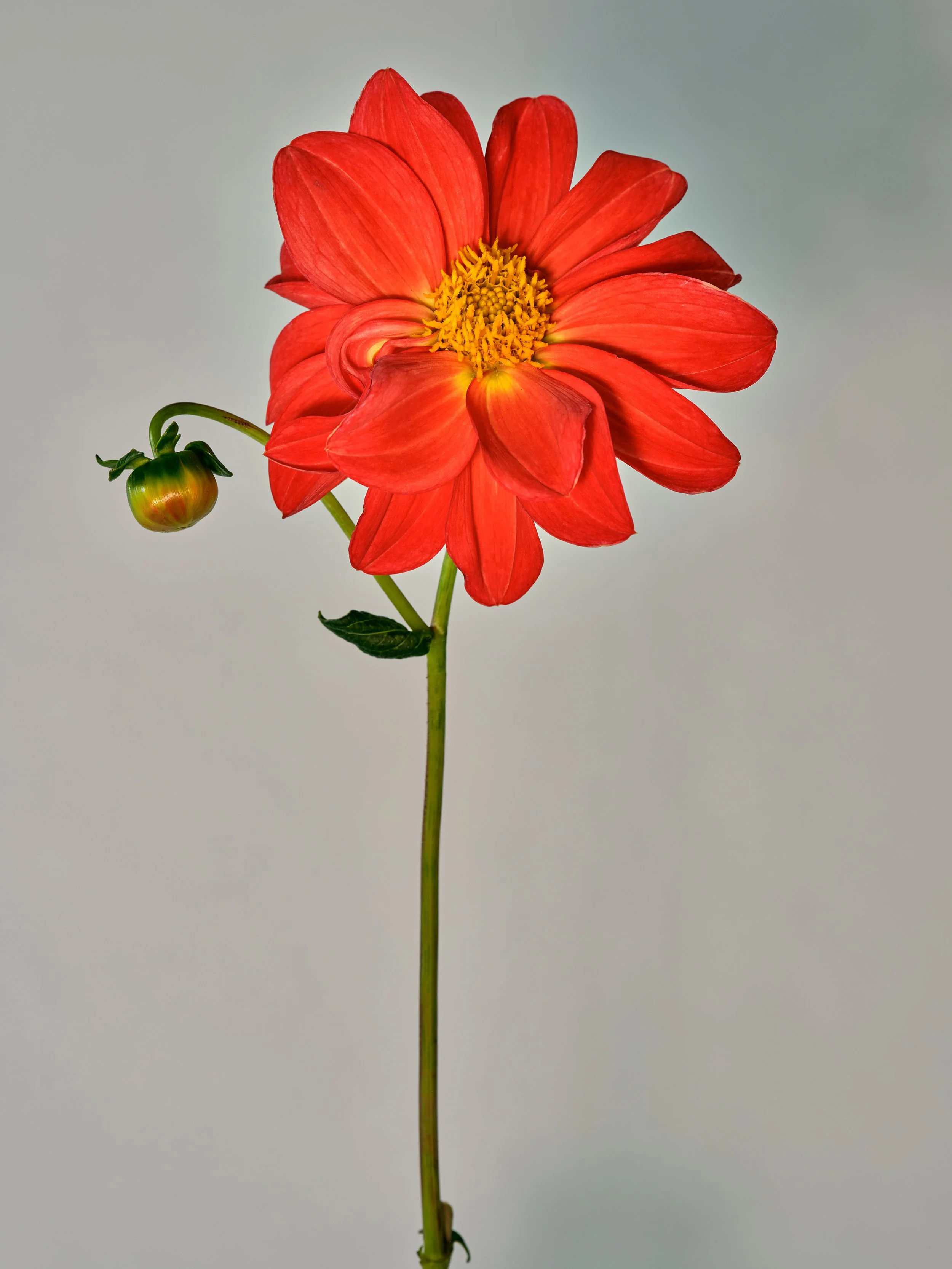 NAT-SF-DAHLIA_051-2.jpg