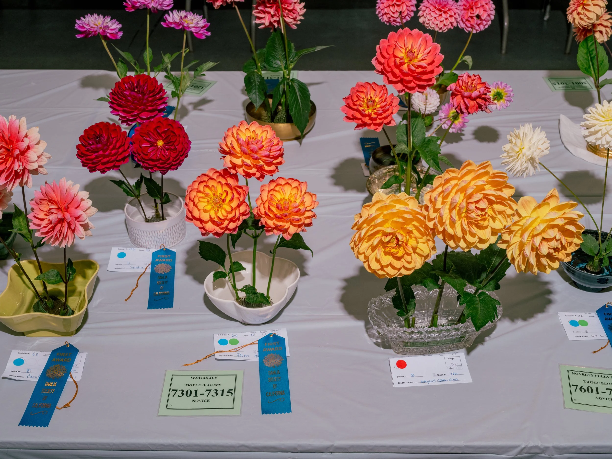 NAT-SF-DAHLIA_DSF5935.jpg