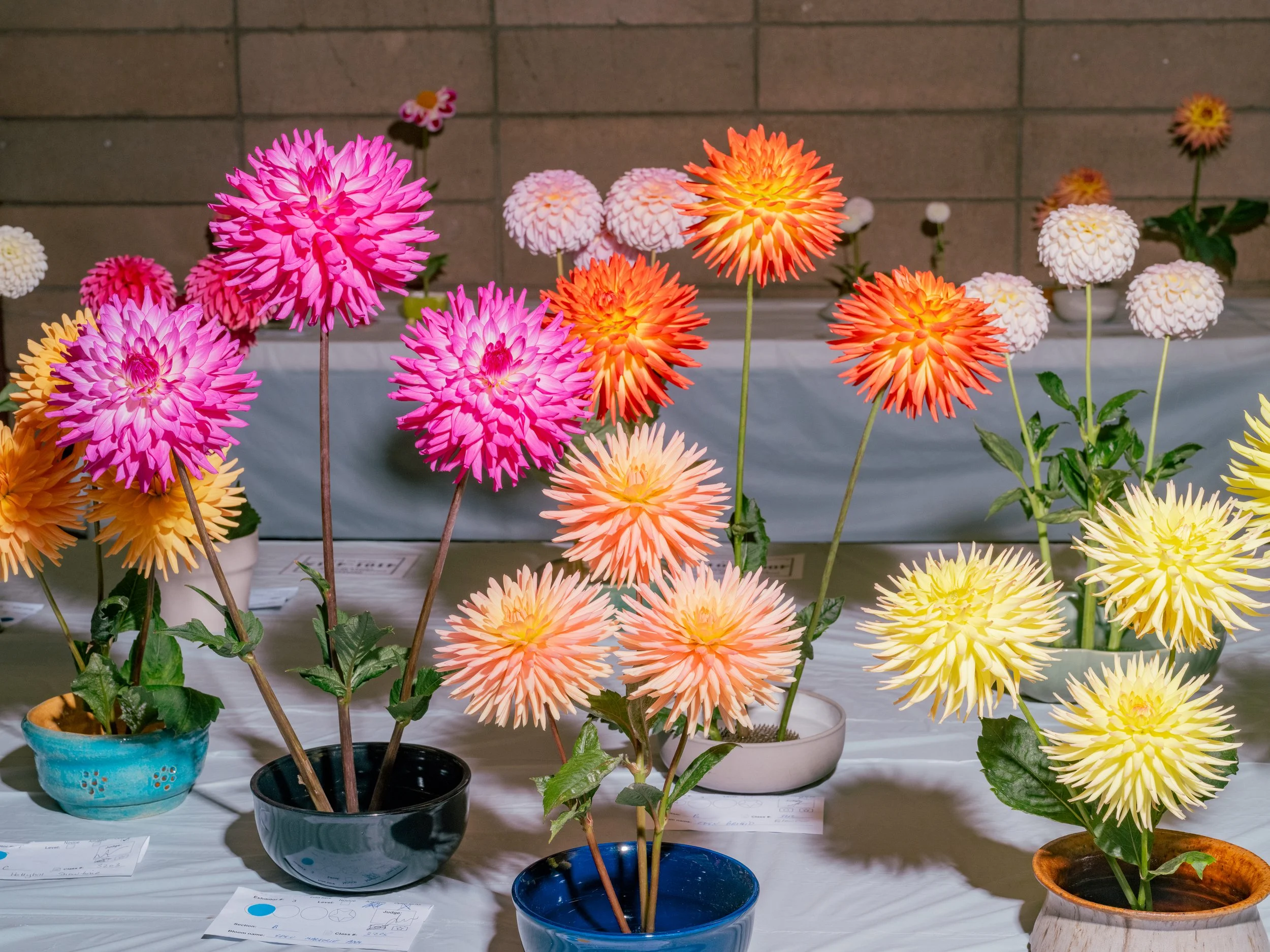 NAT-SF-DAHLIA_DSF5923.jpg