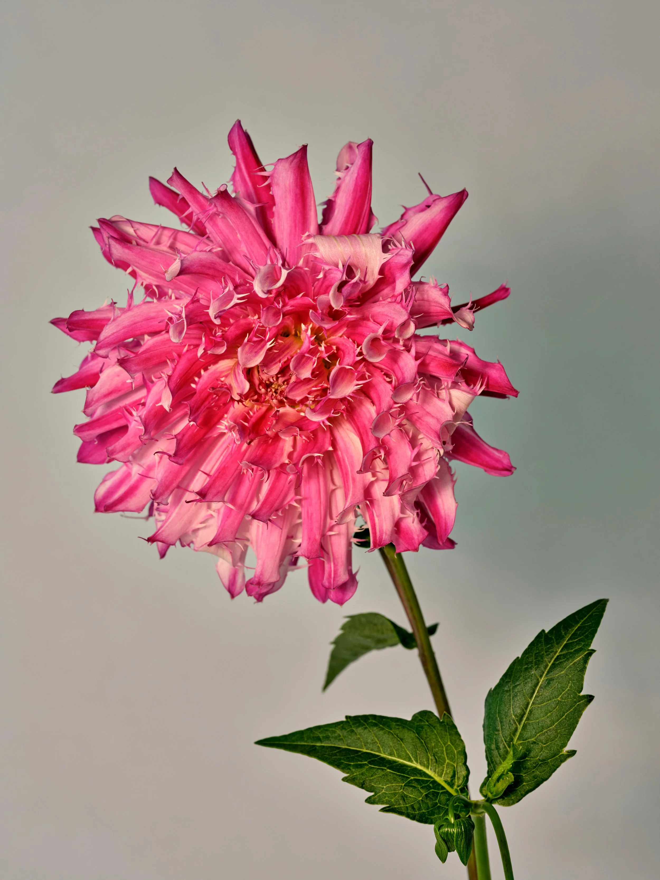 NAT-SF-DAHLIA_055-2.jpg