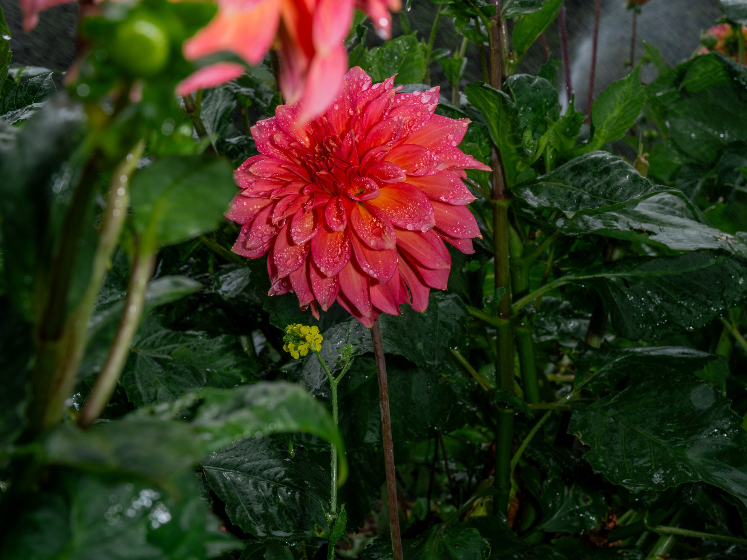 NAT-SF-DAHLIA_DSF5081.jpg
