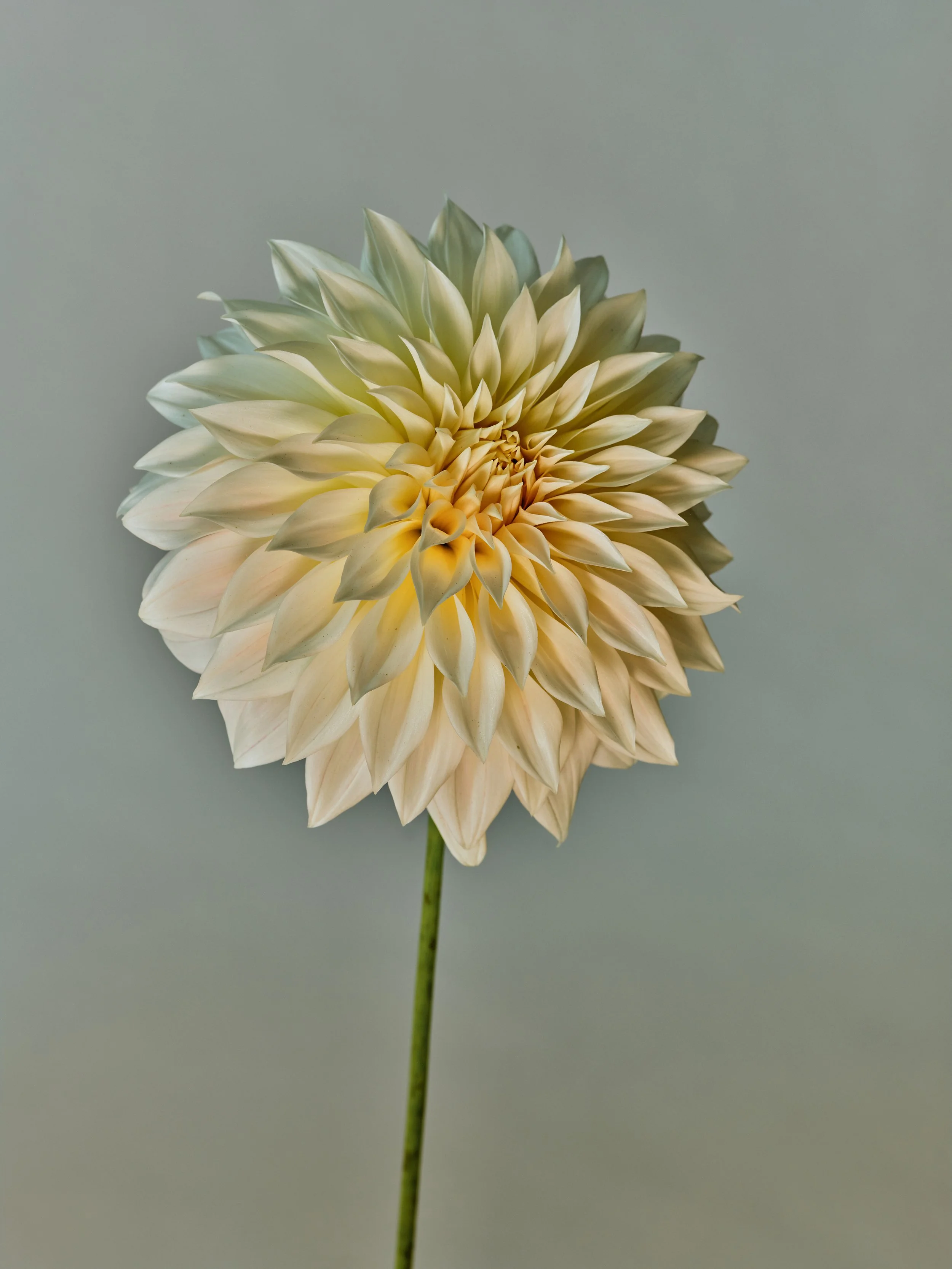 NAT-SF-DAHLIA_021.jpg