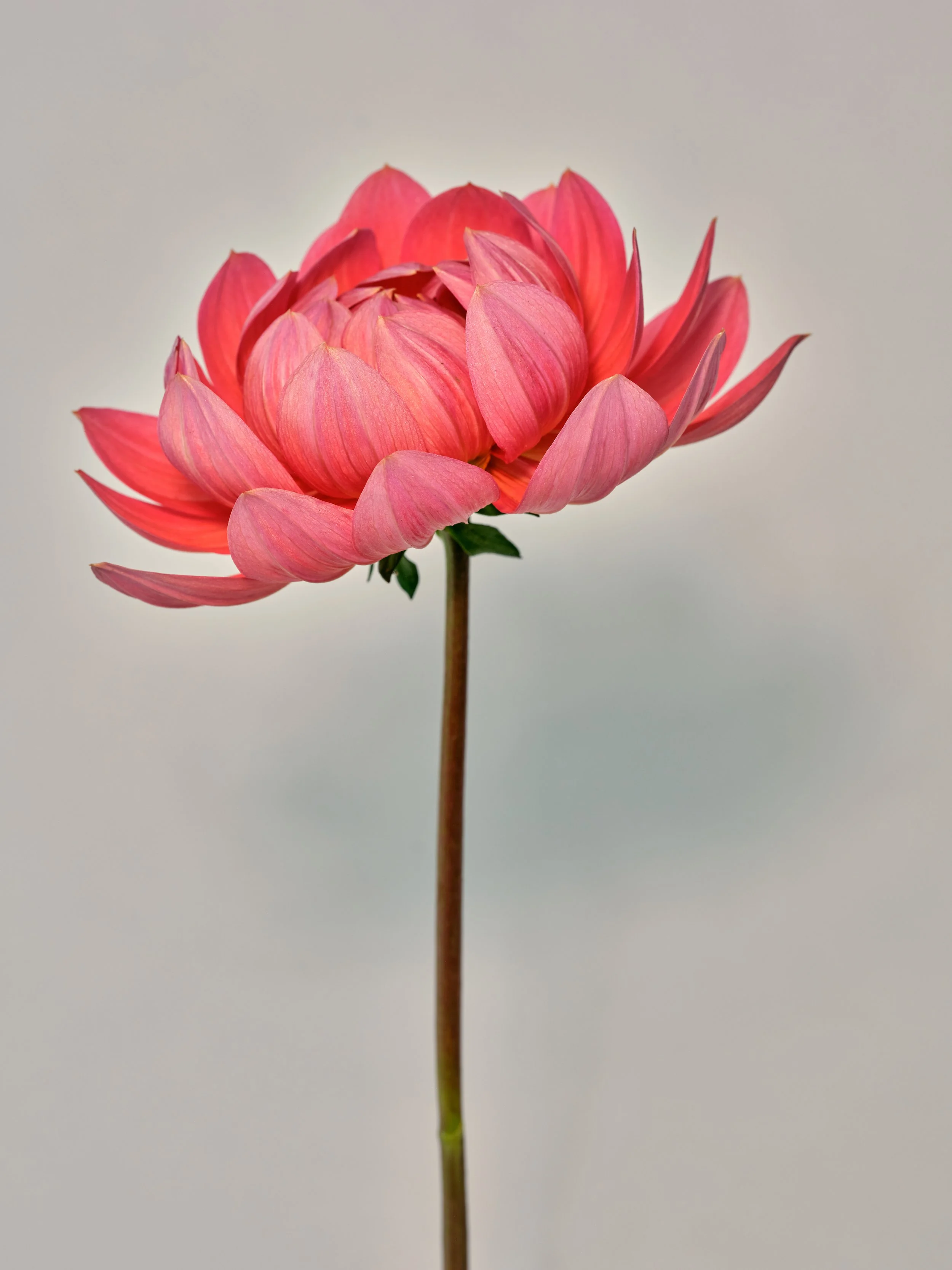 NAT-SF-DAHLIA_048-2.jpg