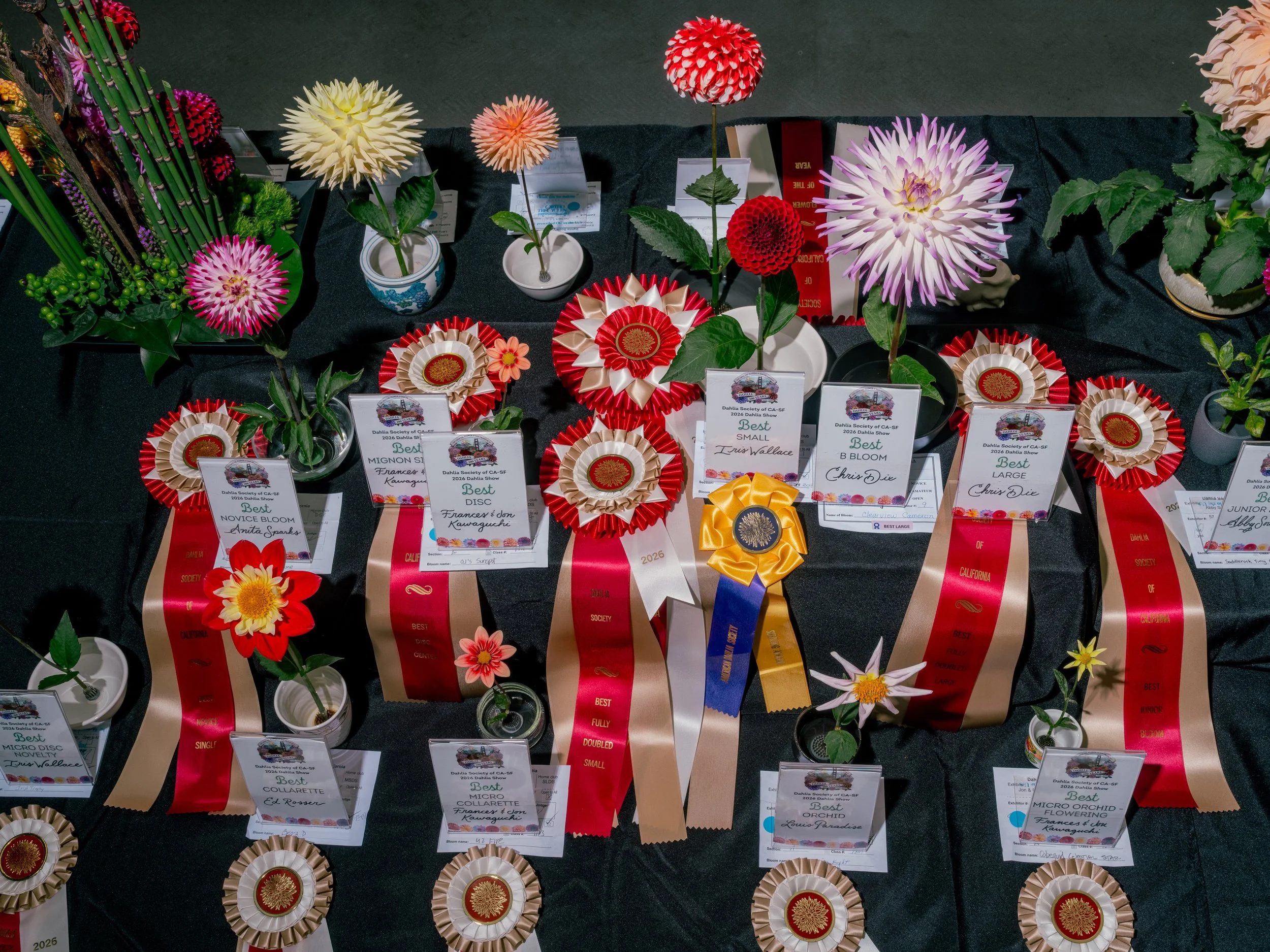 NAT-SF-DAHLIA_DSF6093.jpg