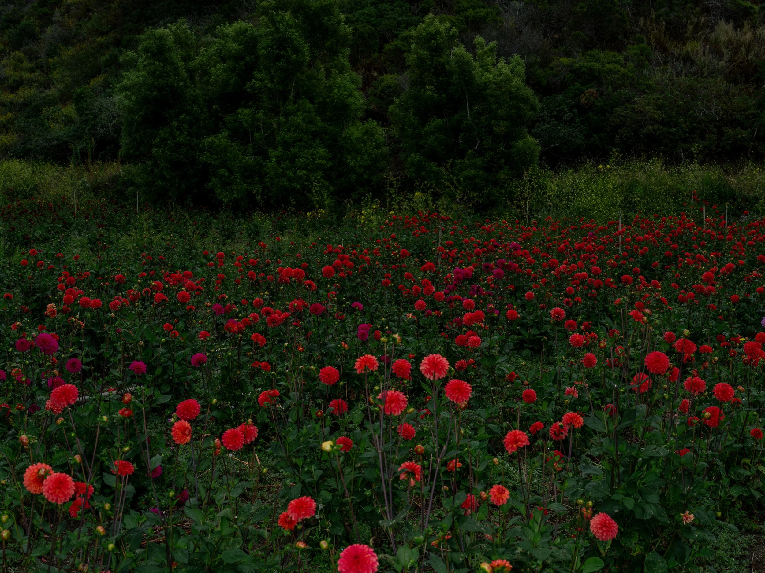 NAT-SF-DAHLIA_DSF4868.jpg