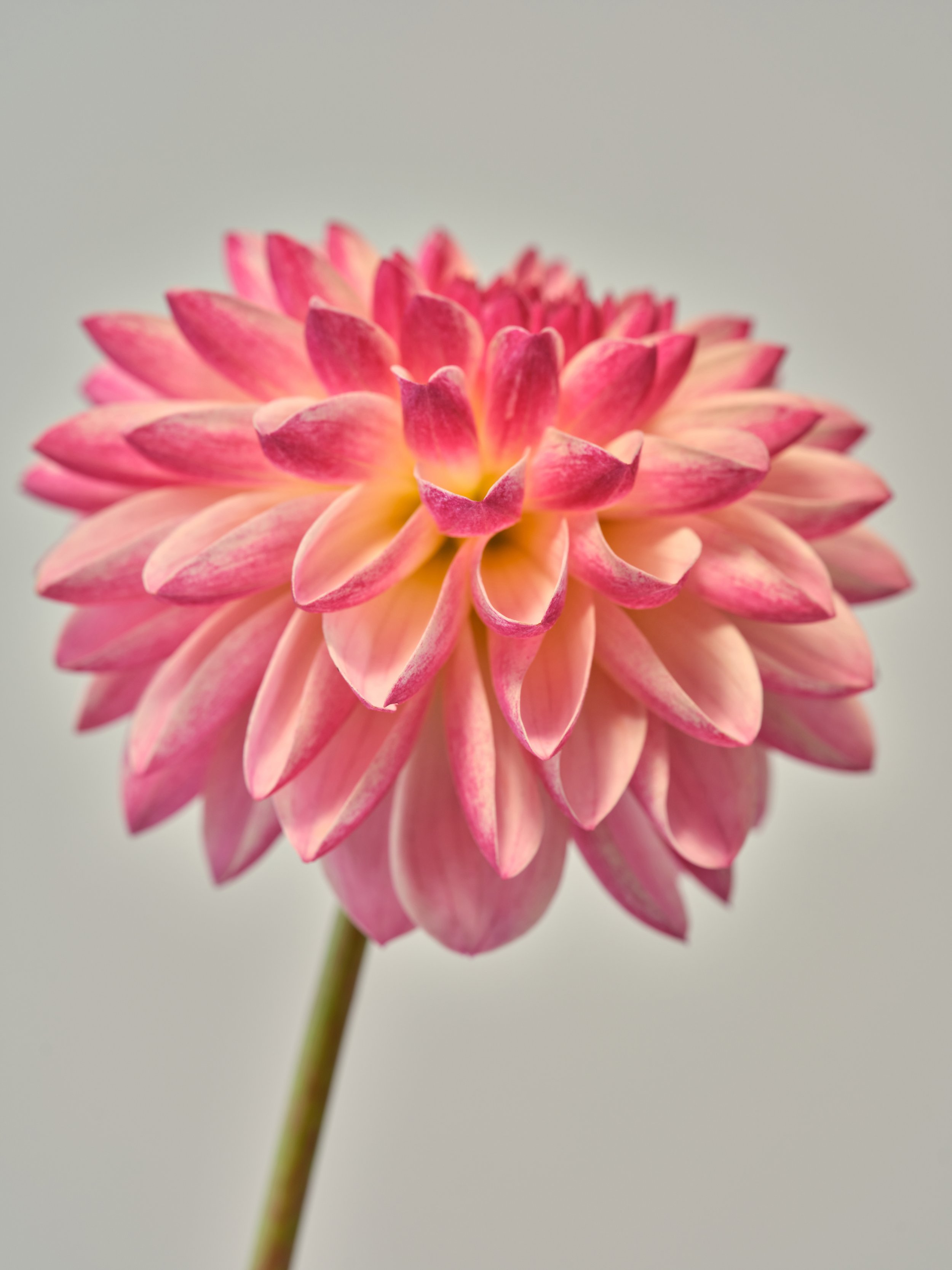 NAT-SF-DAHLIA_038-2.jpg