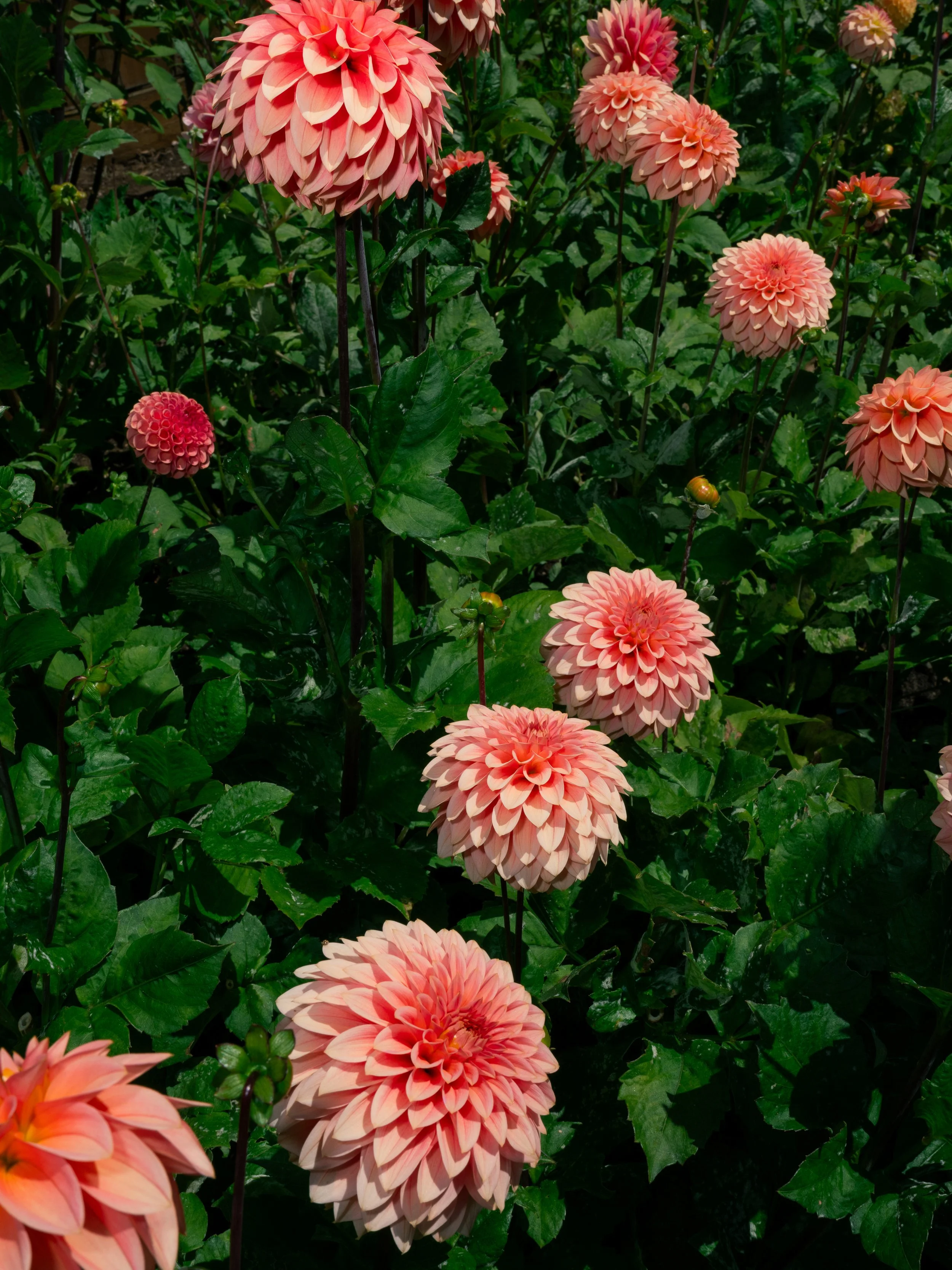 NAT-SF-DAHLIA_GFX50S-II263.jpg