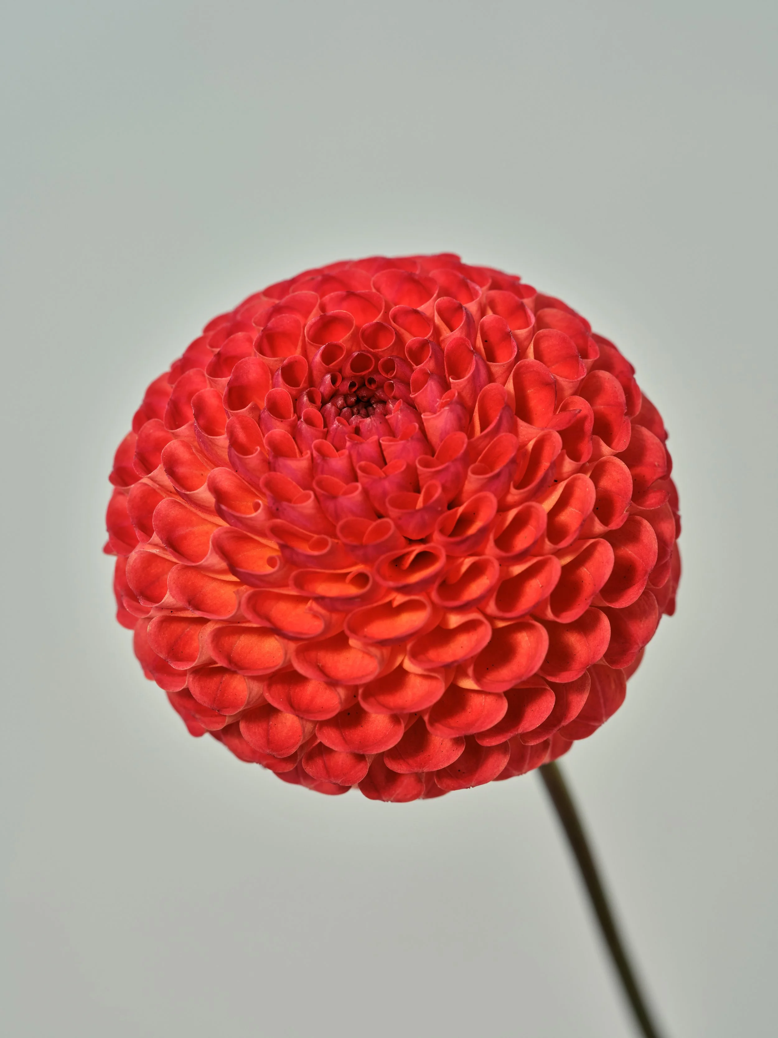 NAT-SF-DAHLIA_034-2.jpg