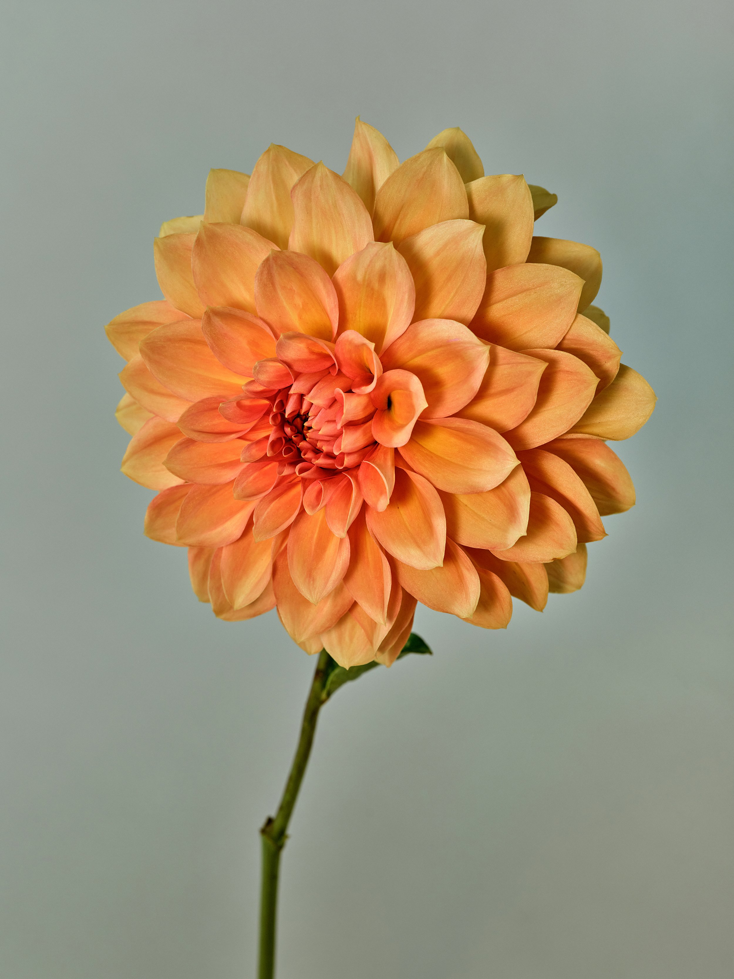 NAT-SF-DAHLIA_015.jpg