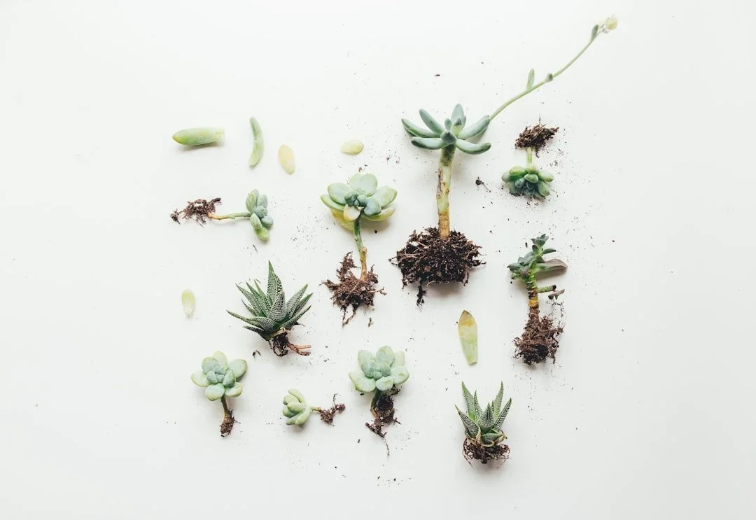 Various small succulent plants arranged on a white background, some in soil with roots visible.